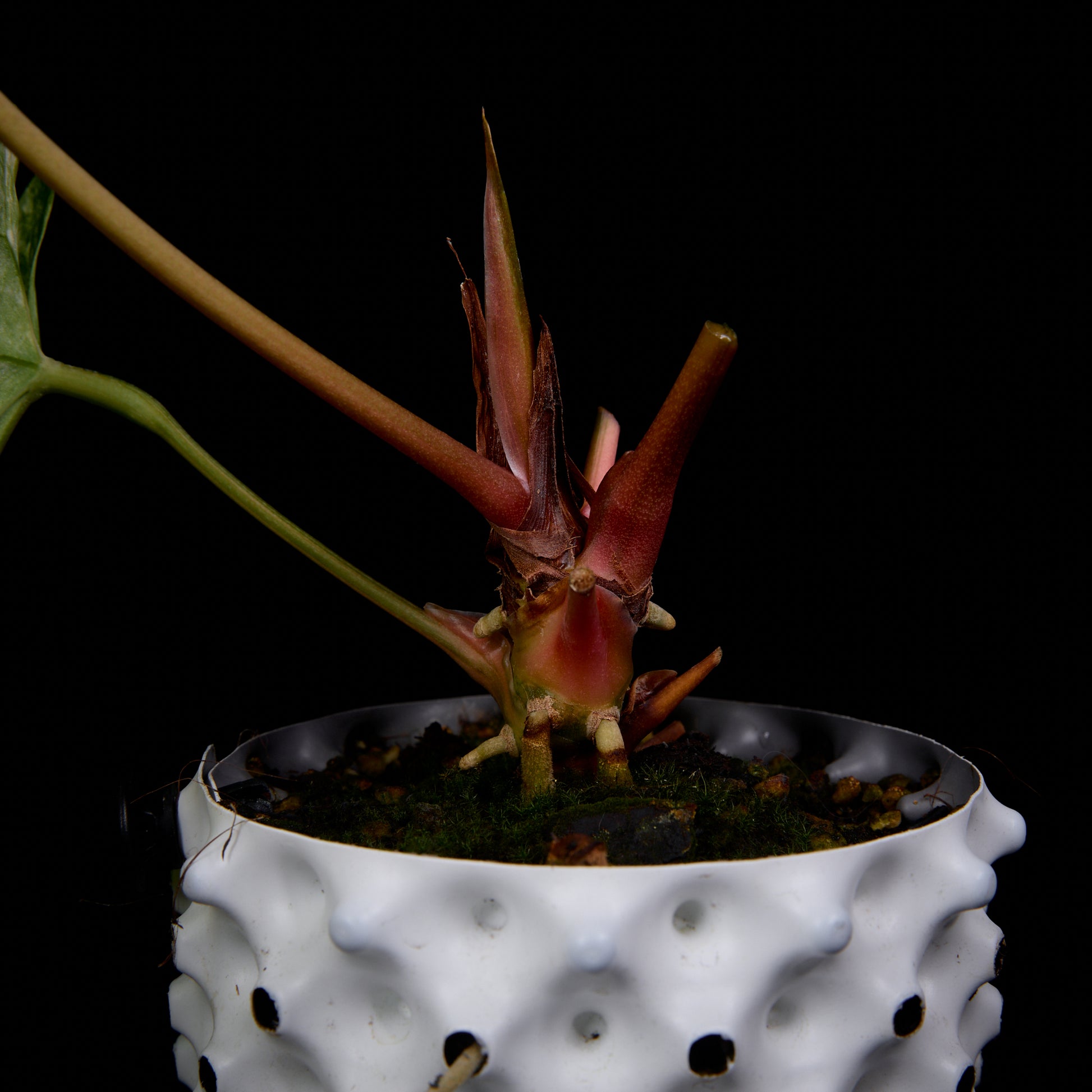 Anthurium Kaiser x subsignatum