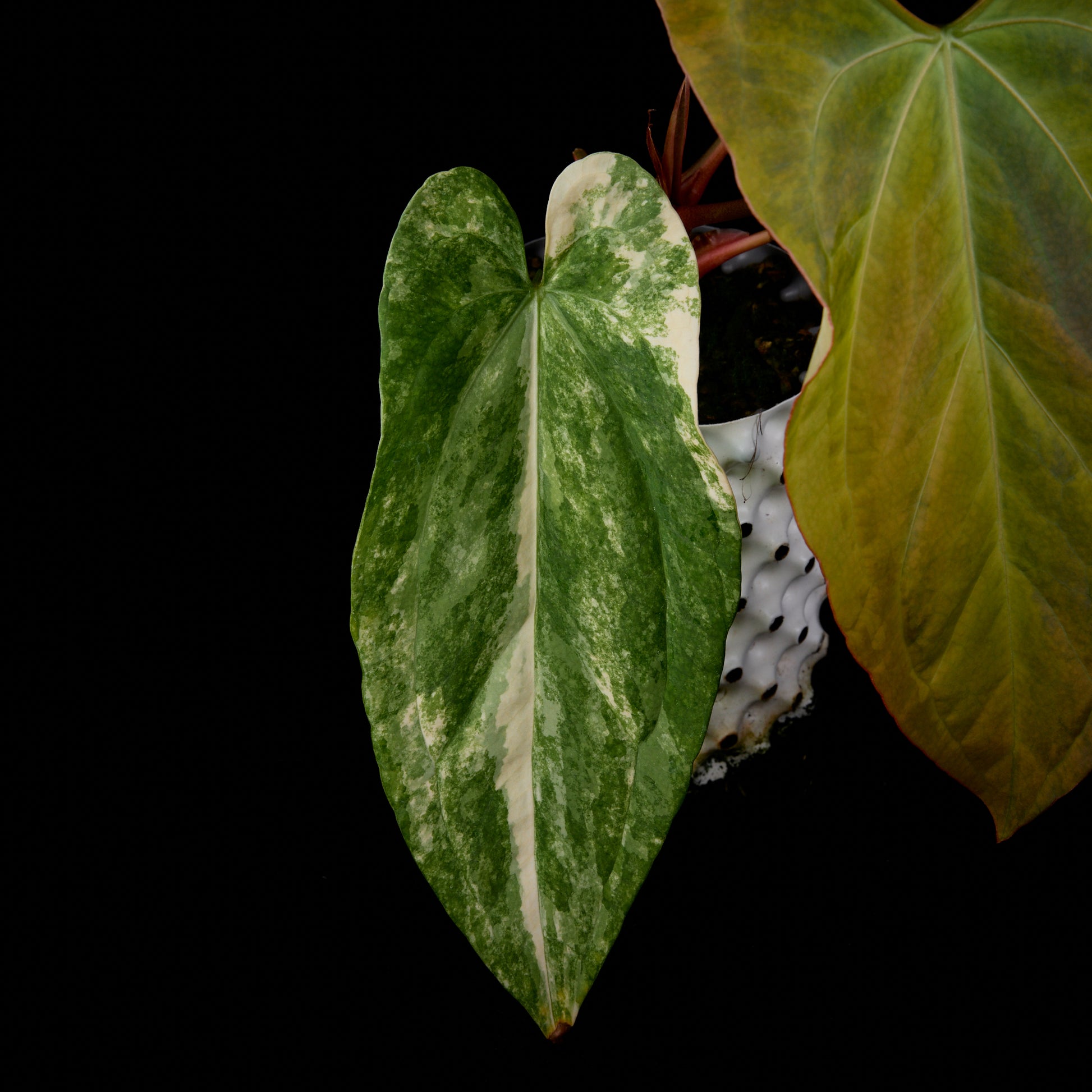 Anthurium Kaiser x subsignatum