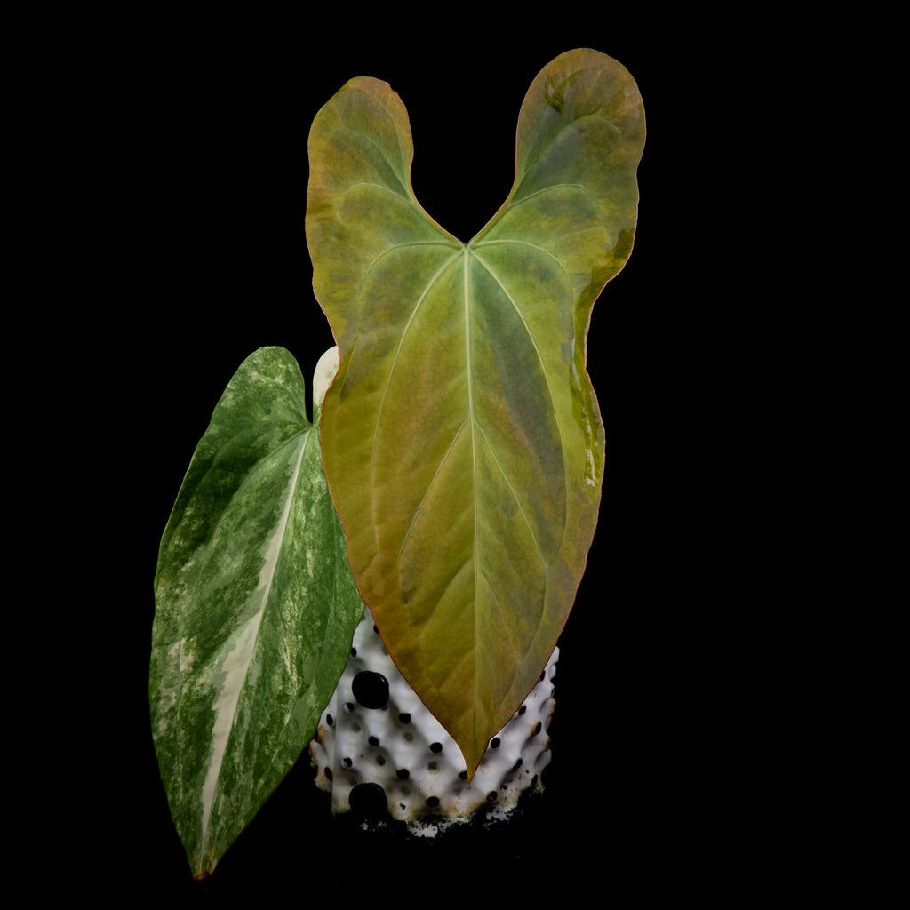 Anthurium Kaiser x subsignatum – ANTHMASTER