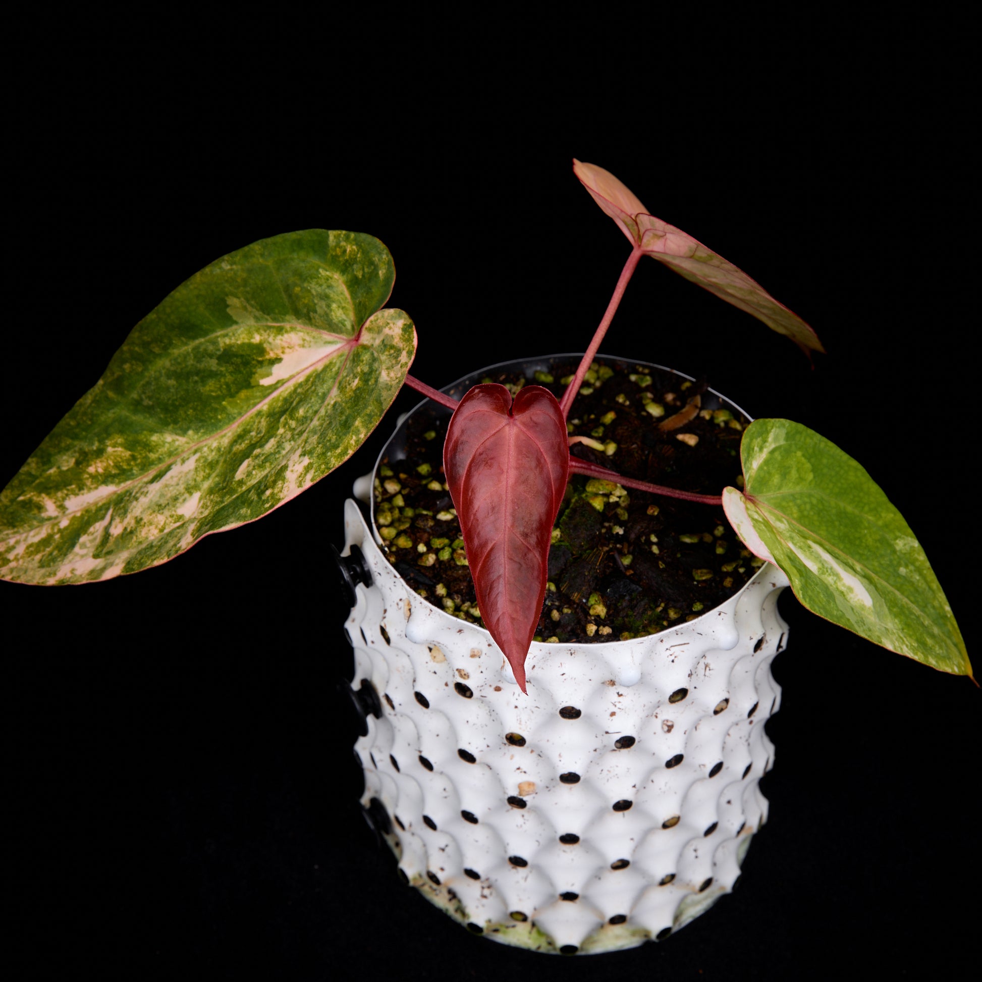 Anthurium (Kaiser x Sunset) x Phoenix