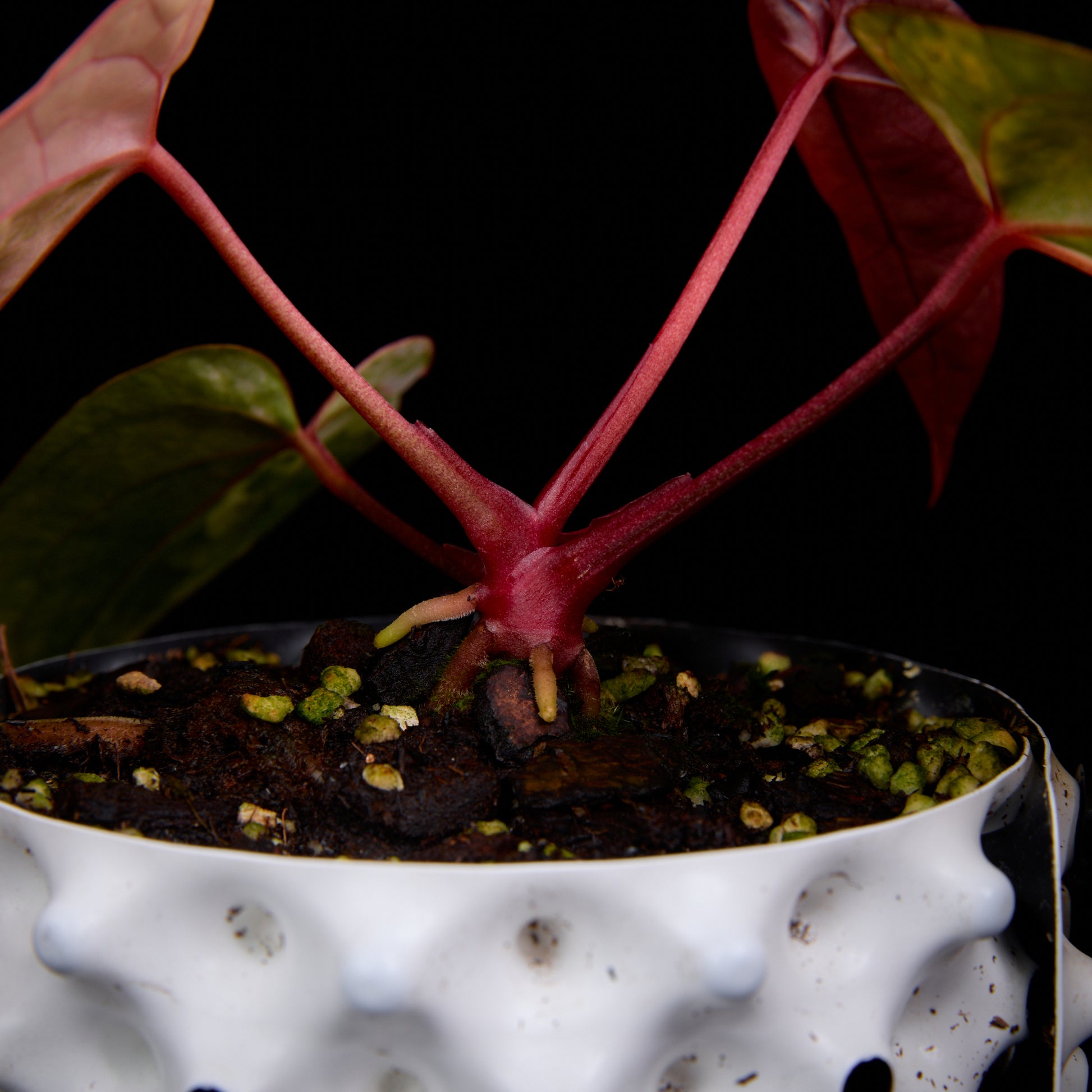 Anthurium (Kaiser x Sunset) x Phoenix