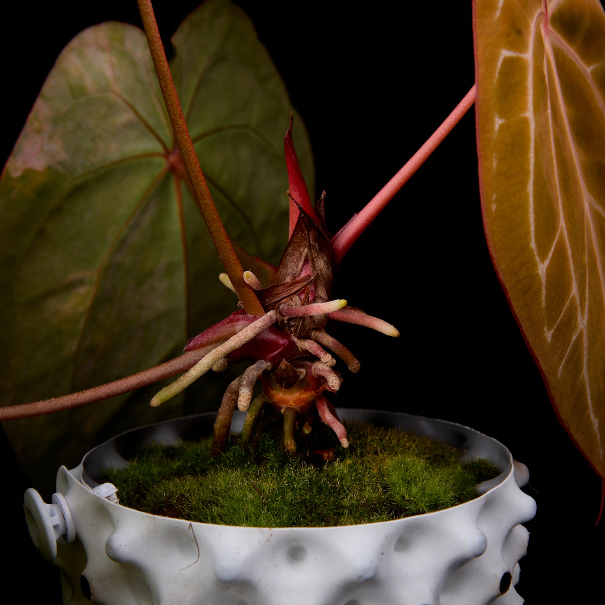 Anthurium (Sunset x mag) x forgetii