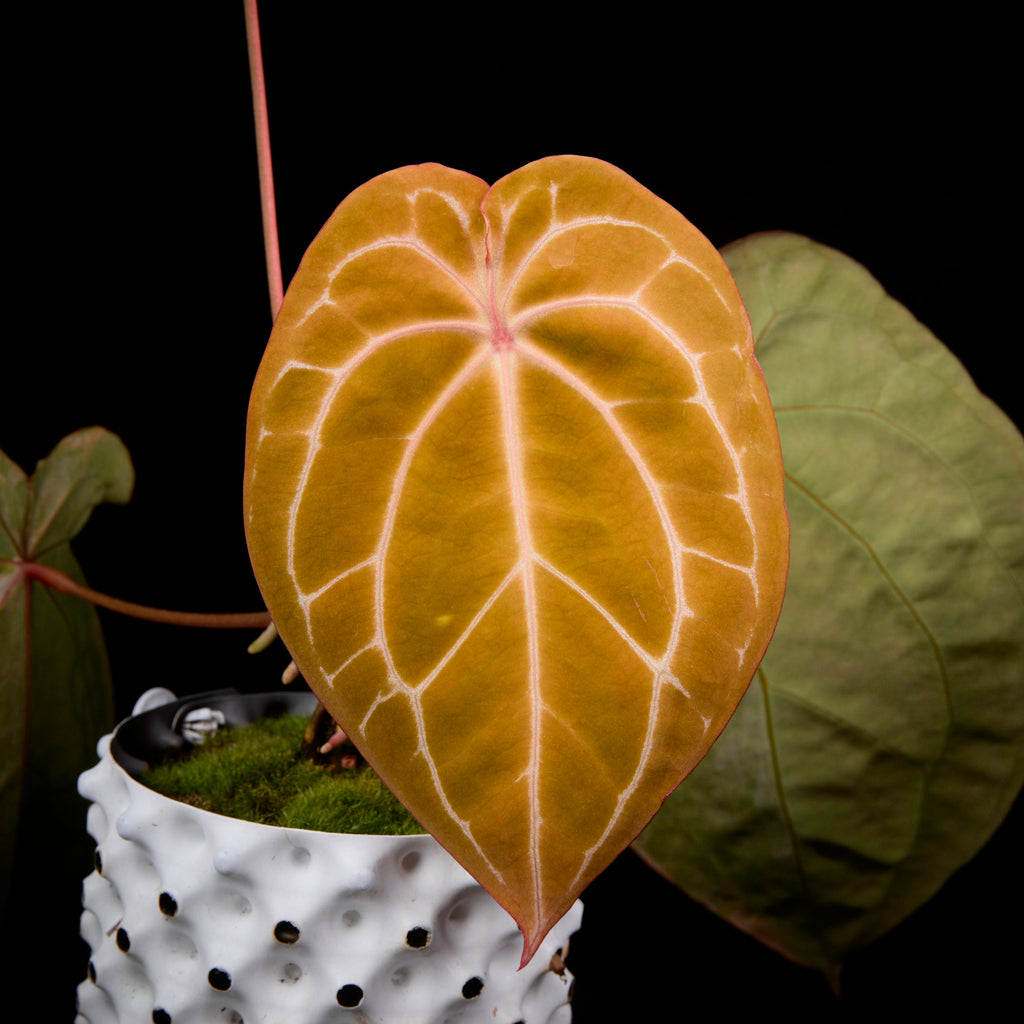 Anthurium (Sunset x mag) x forgetii