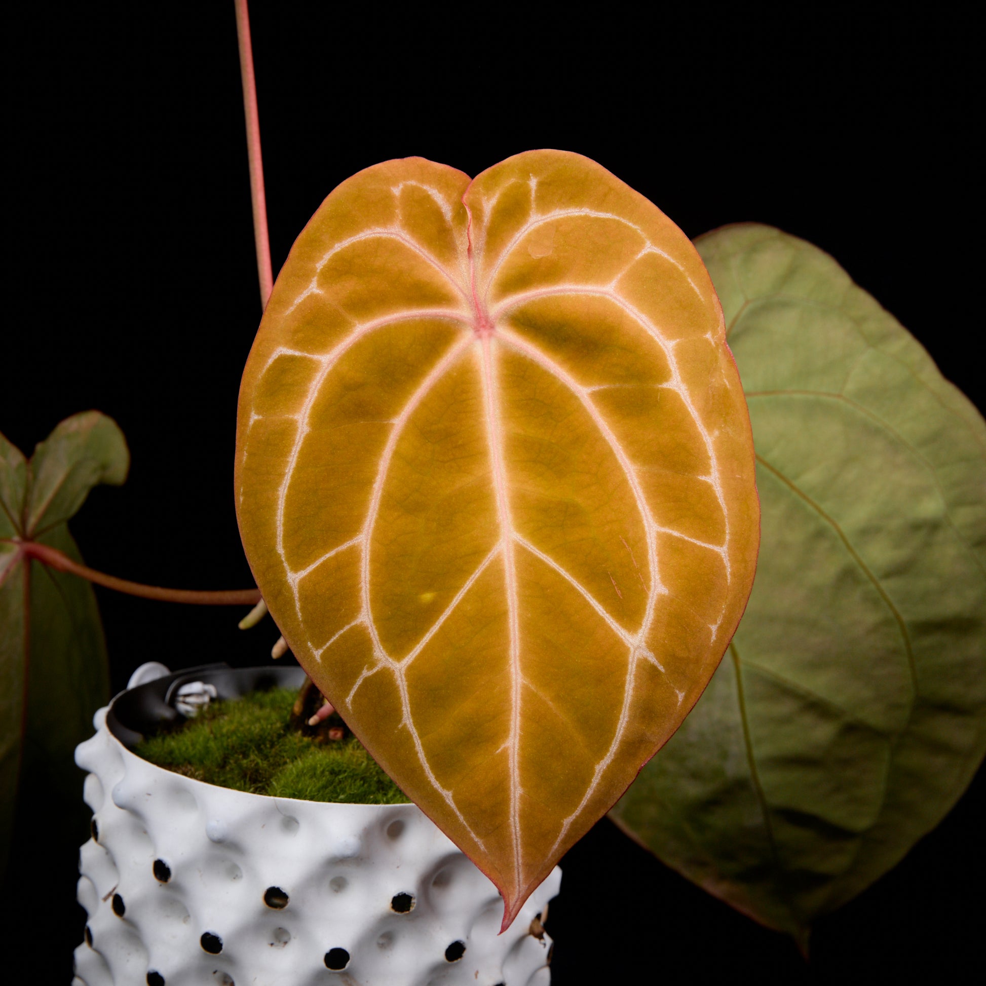 Anthurium (Sunset x mag) x forgetii