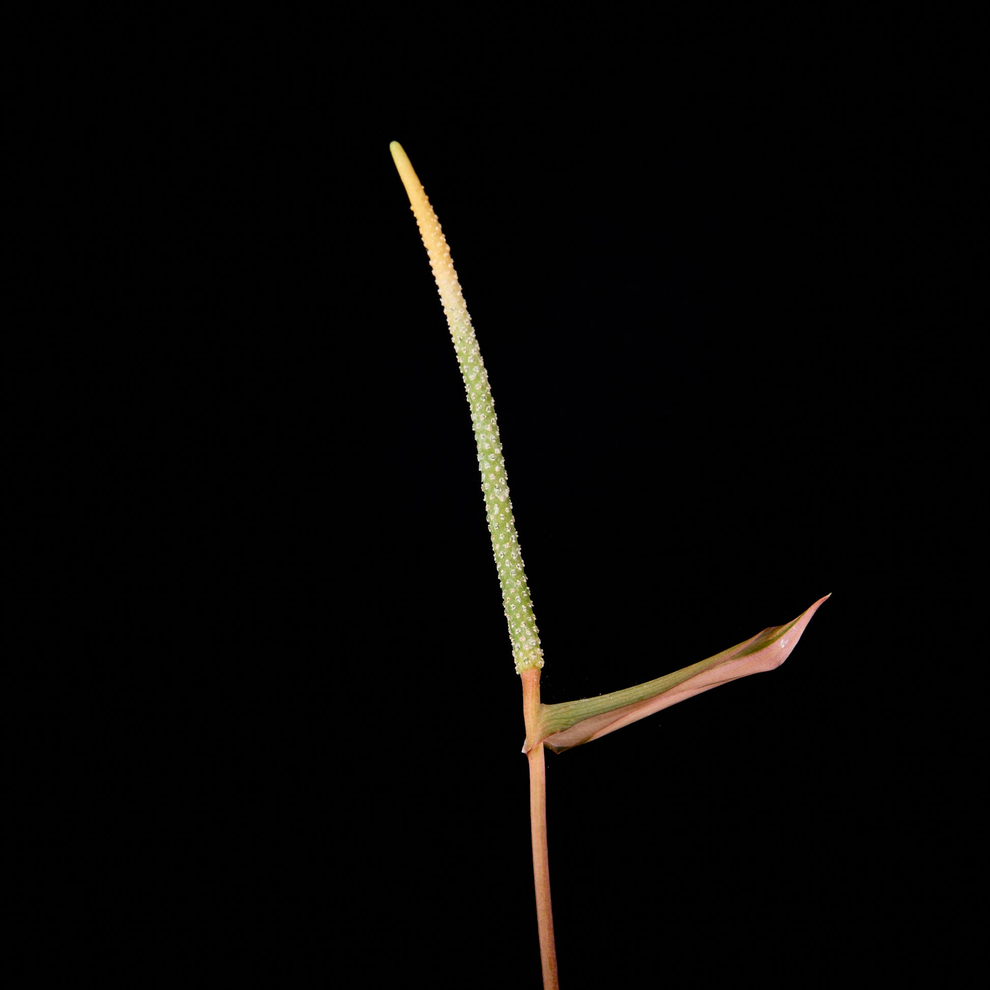 Anthurium (Sunset x mag) x forgetii