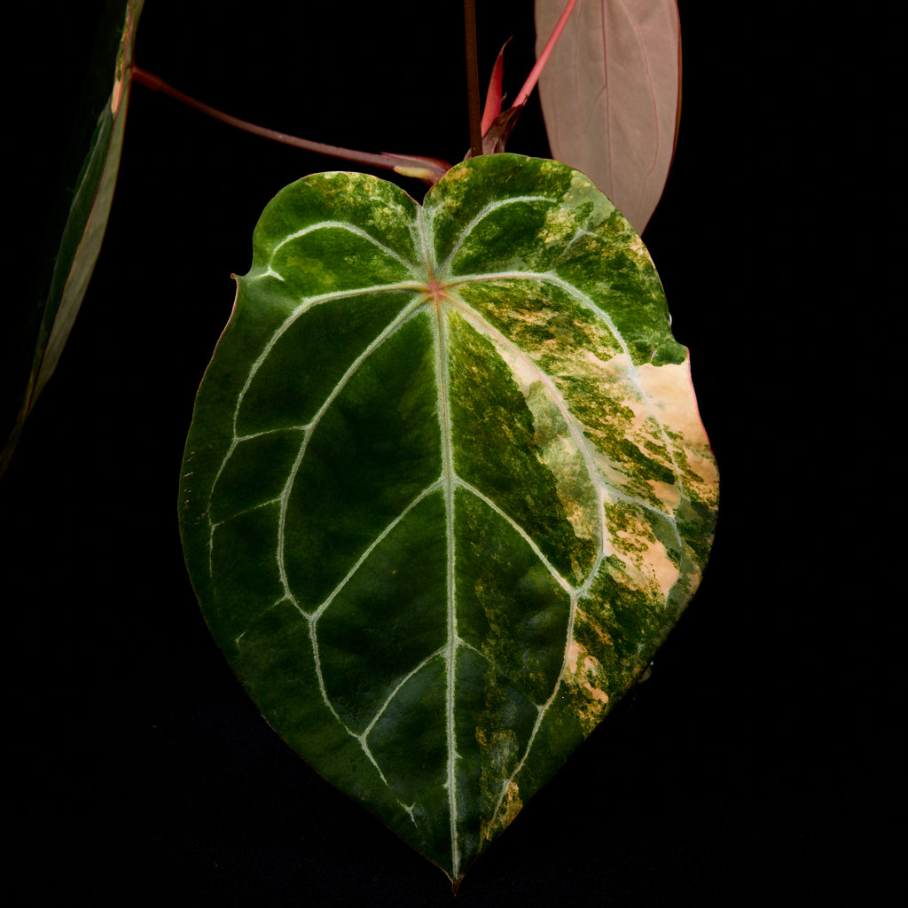 Anthurium (Sunset x mag) x forgetii