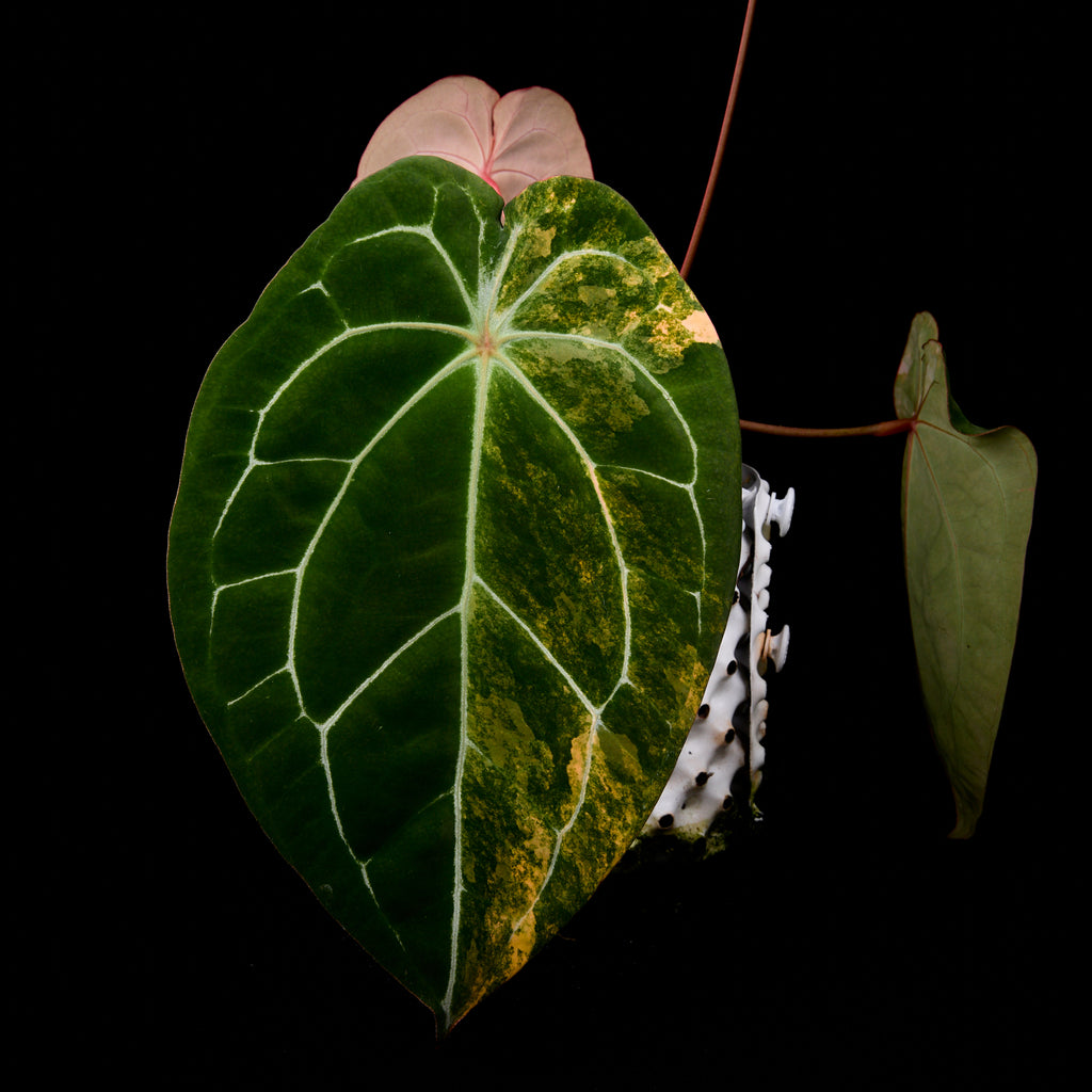 Anthurium (Sunset x mag) x forgetii