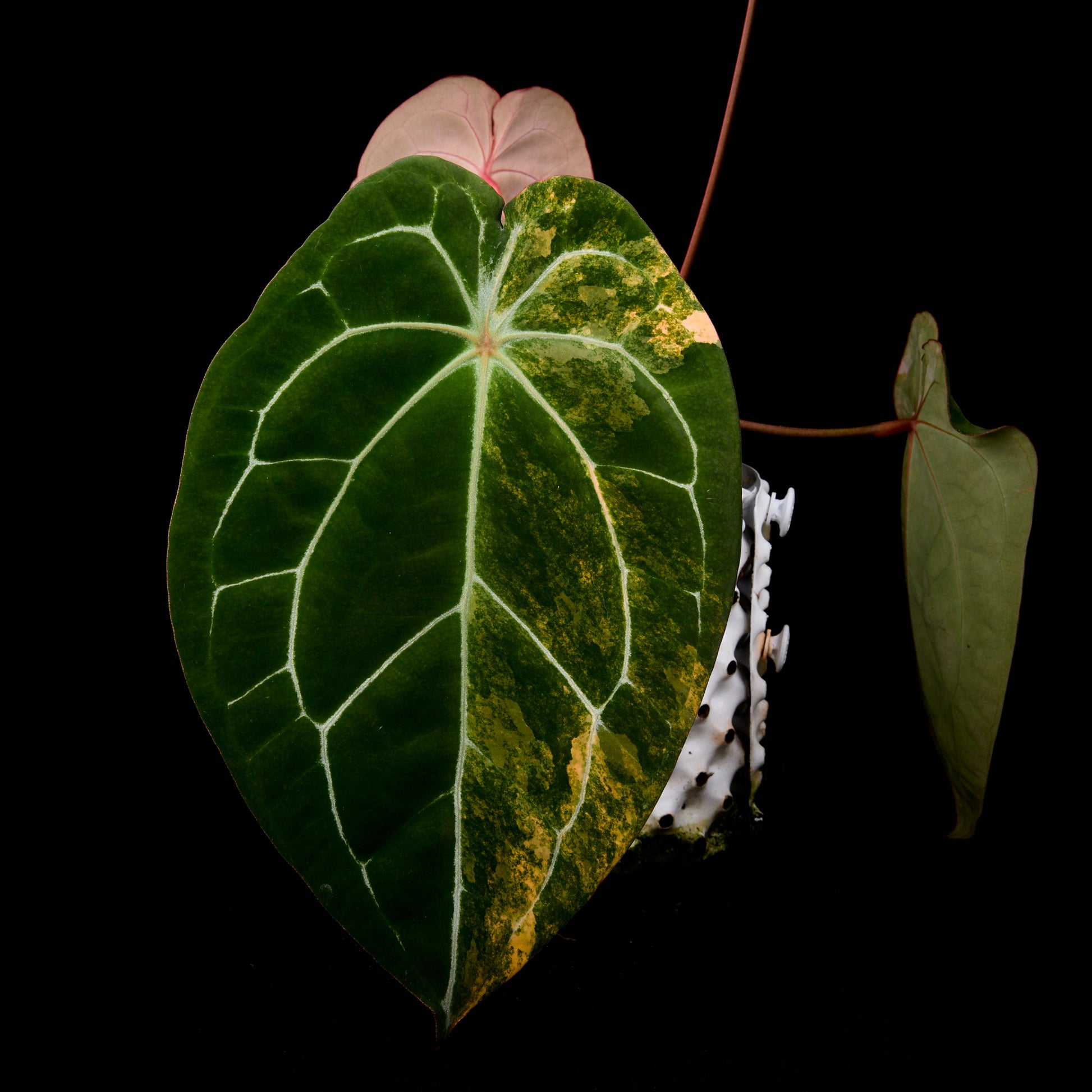 Anthurium (Sunset x mag) x forgetii