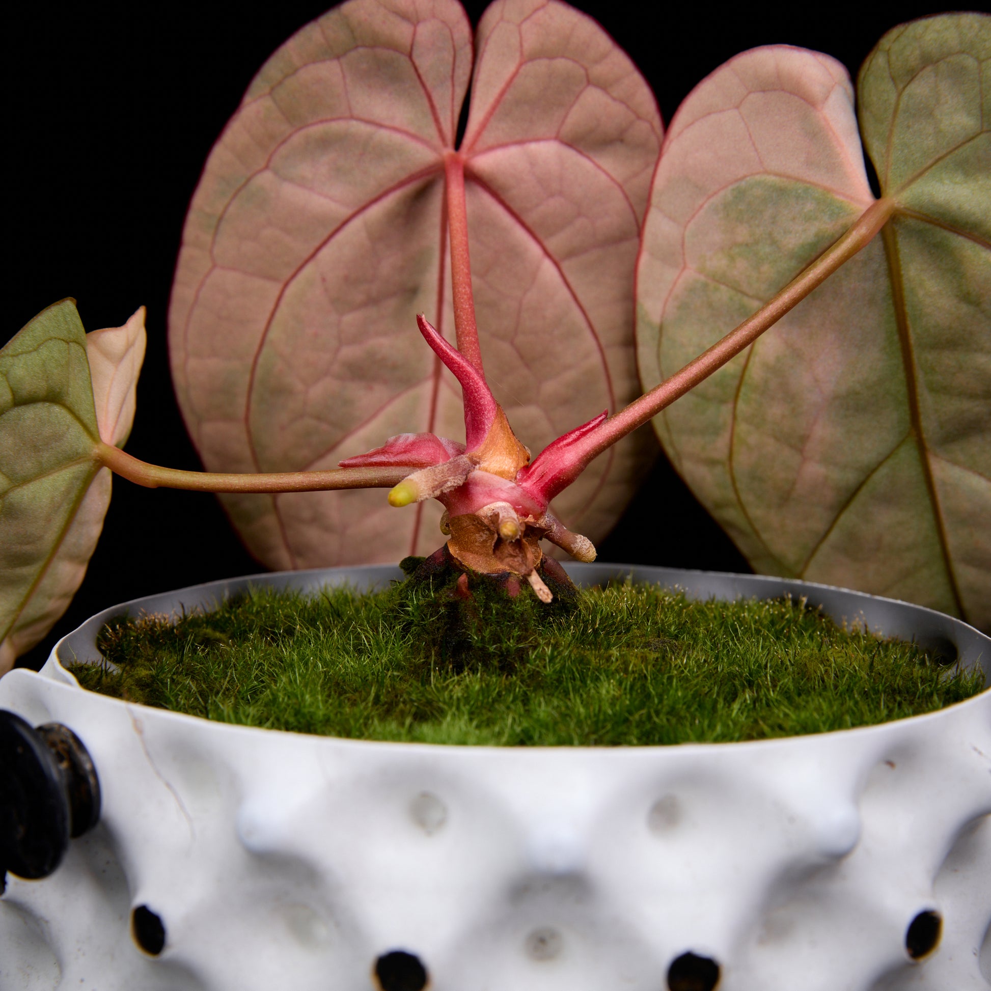 Anthurium Sunset x red crystallinum (Backcross)