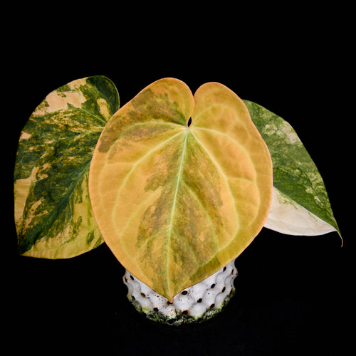 Anthurium 'EMBLEM' (Turtle x (besseae aff x Antolakii 'Felix'(Justin)))