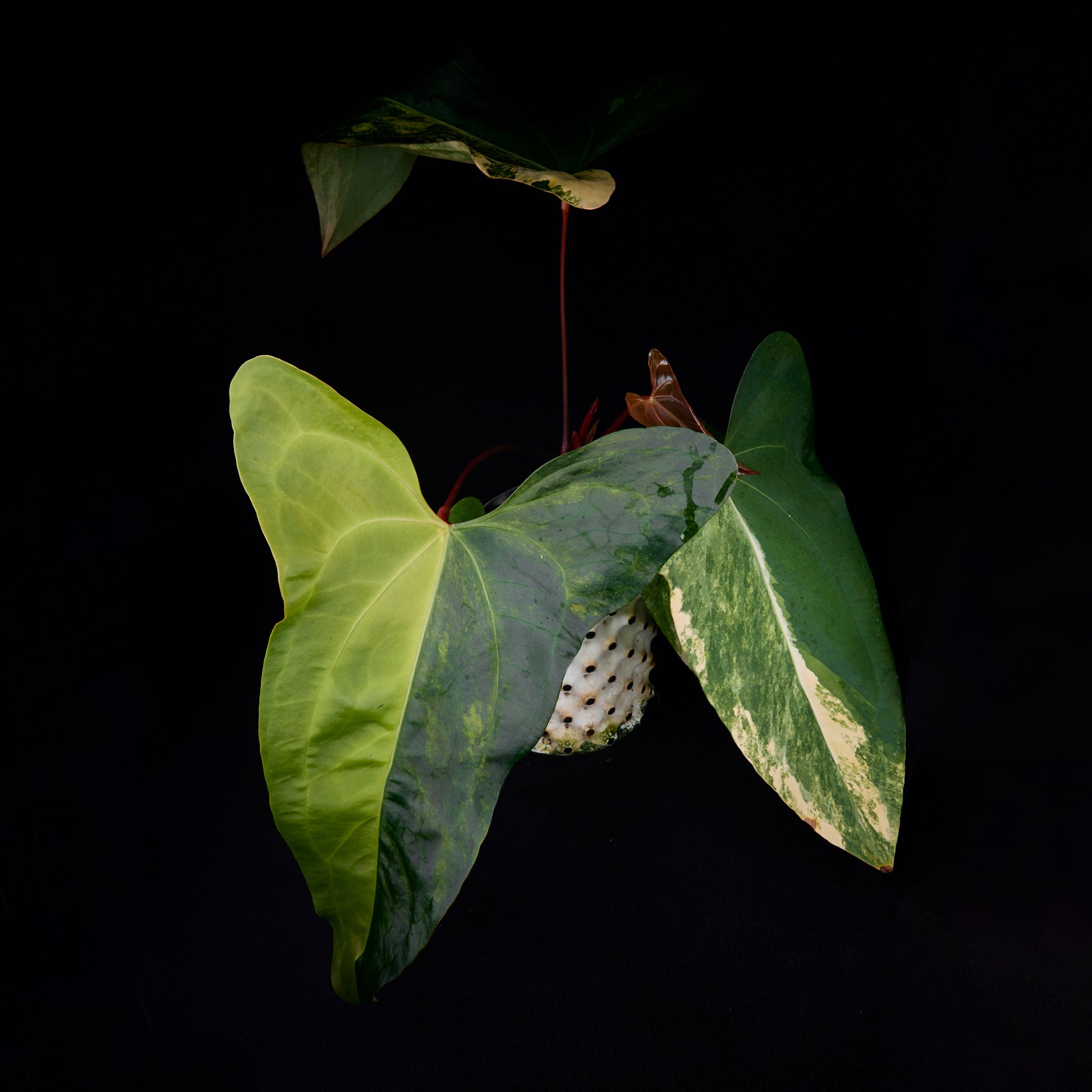Anthurium Sunset x subsignatum