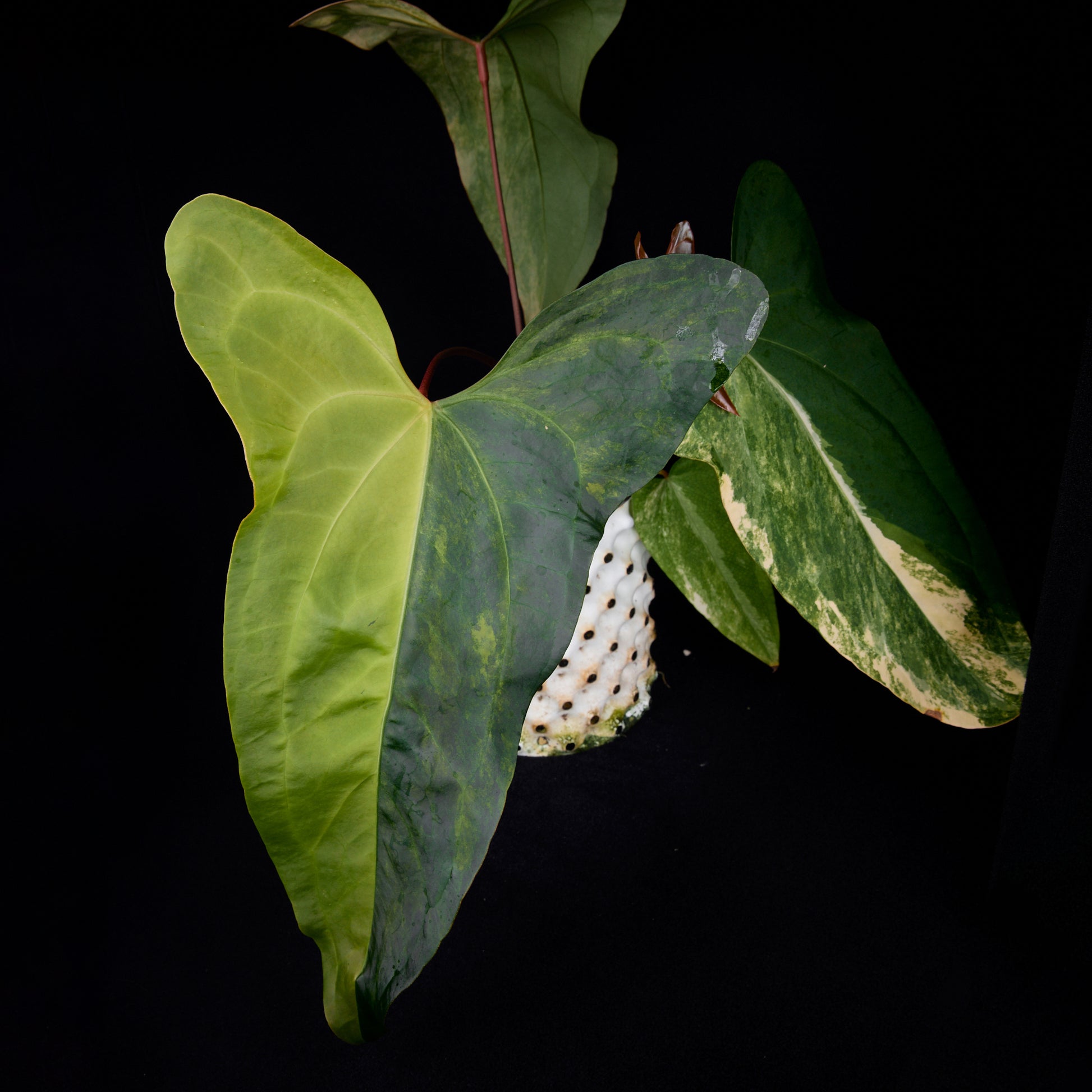 Anthurium Sunset x subsignatum