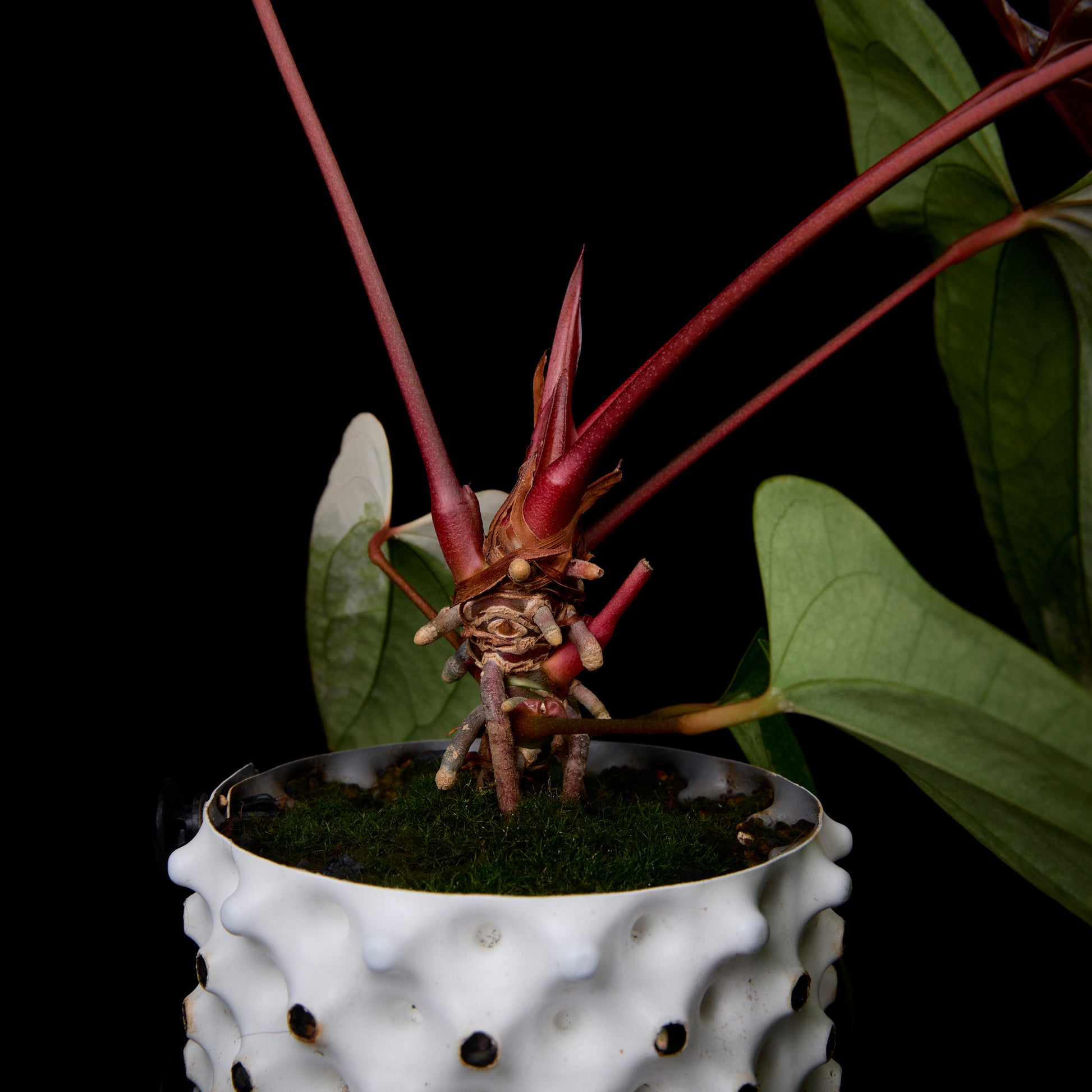 Anthurium Sunset x subsignatum