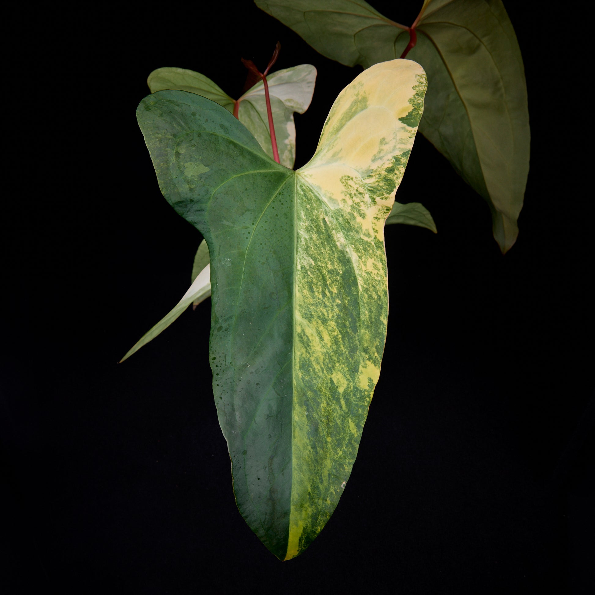 Anthurium Sunset x subsignatum