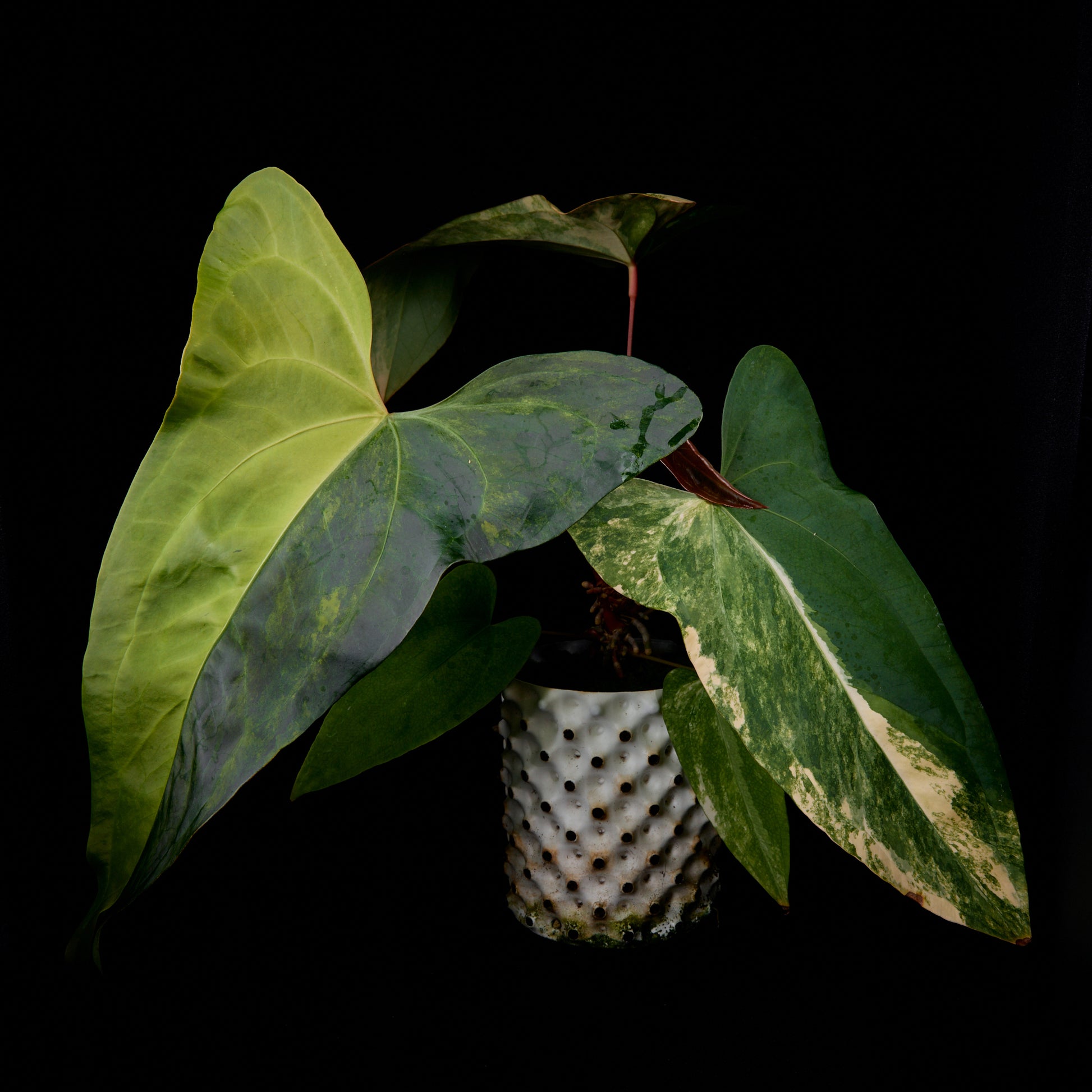 Anthurium Sunset x subsignatum