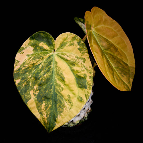 Anthurium 'EMBLEM' (Turtle x (besseae aff x Antolakii 'Felix'(Justin)))