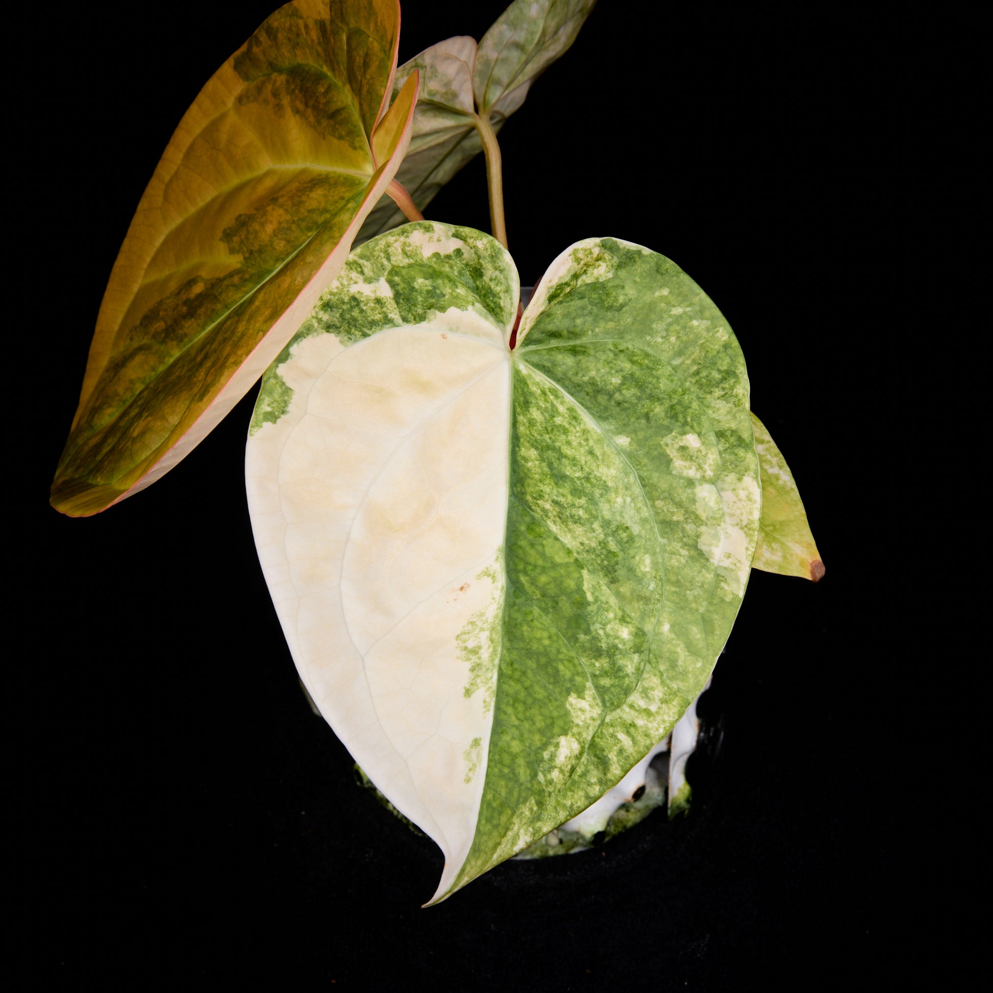 Anthurium 'EMBLEM' (Turtle x (besseae aff x Antolakii 'Felix'(Justin)))