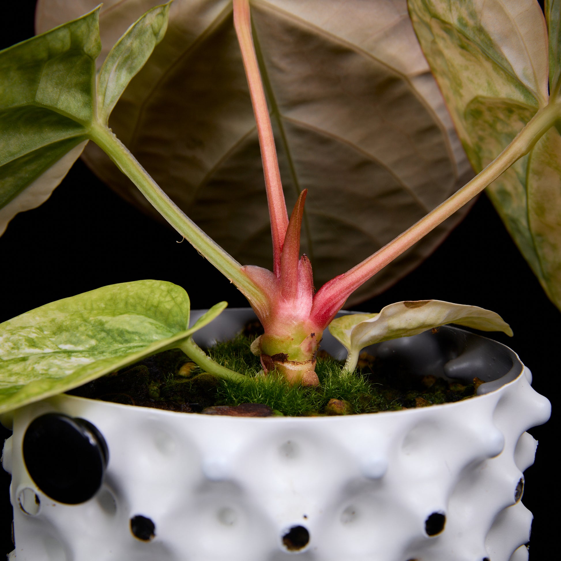 Anthurium 'EMBLEM' (Turtle x (besseae aff x Antolakii 'Felix'(Justin)))