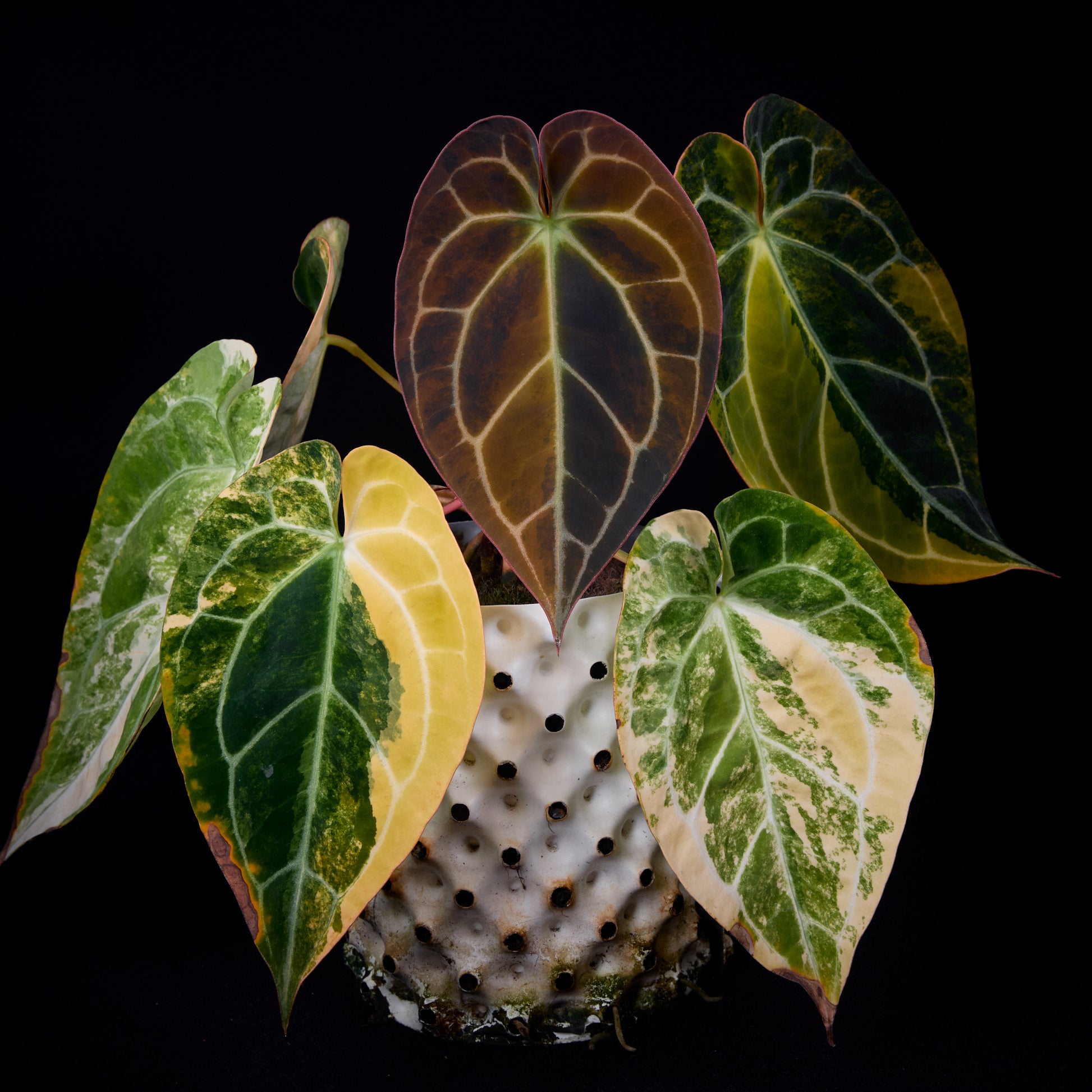 Anthurium (Kaiser x Sunset) x Sunset