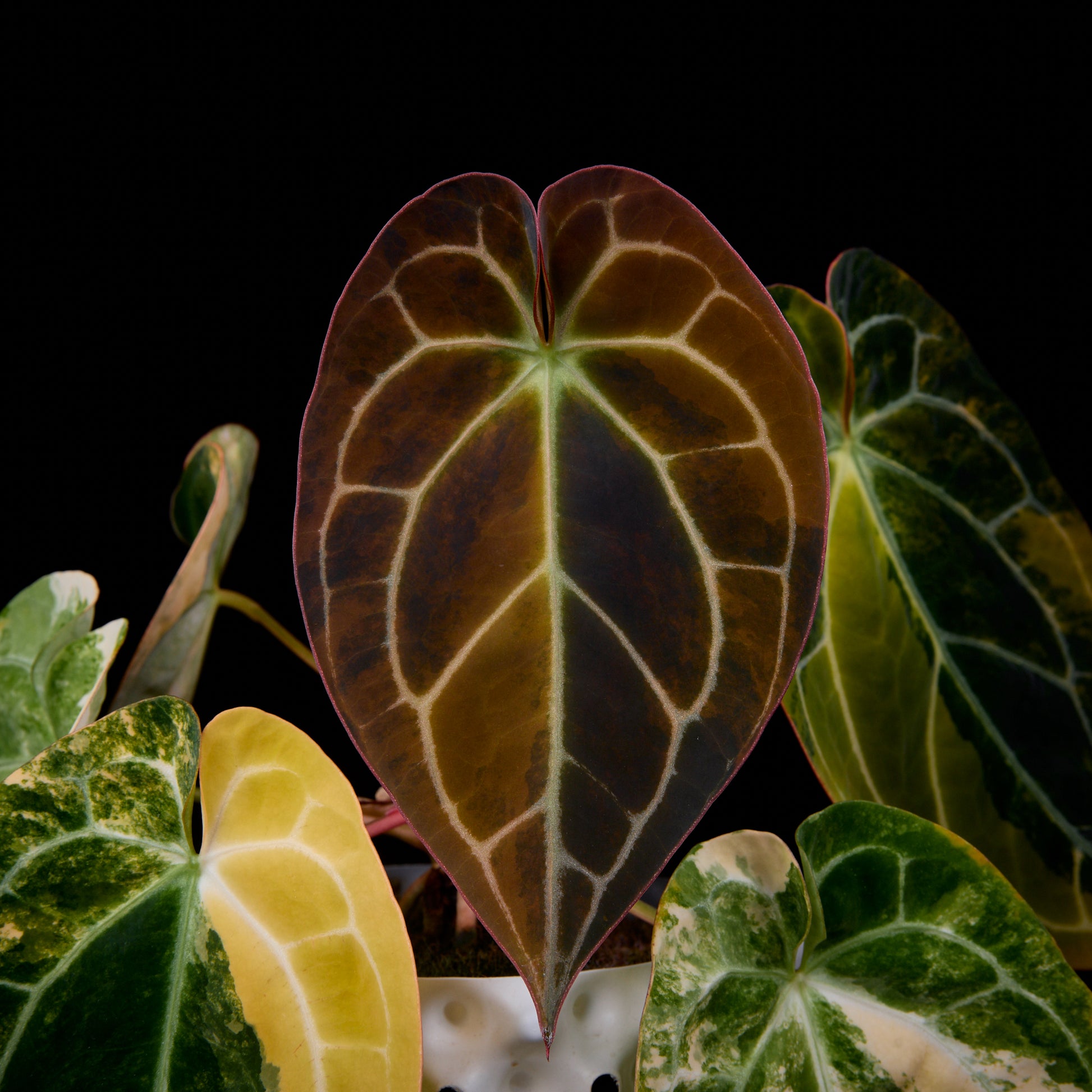 Anthurium (Kaiser x Sunset) x Sunset