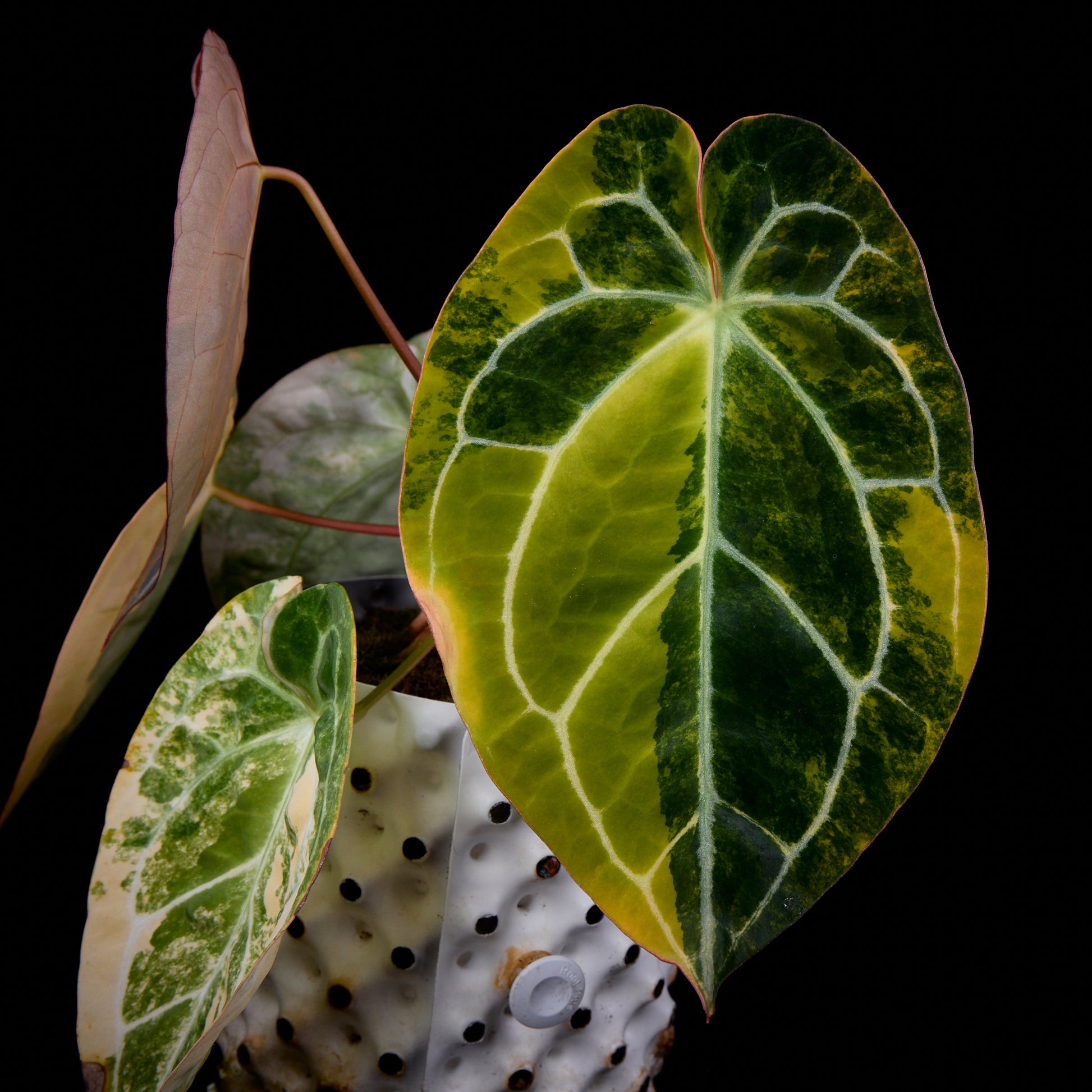 Anthurium (Kaiser x Sunset) x Sunset