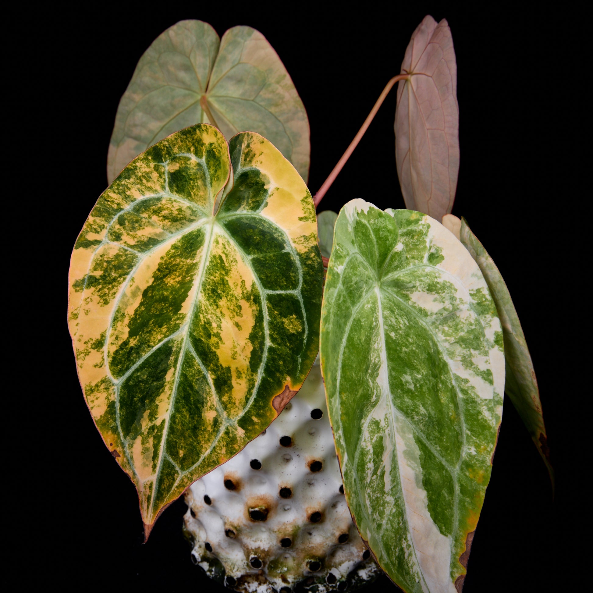 Anthurium (Kaiser x Sunset) x Sunset