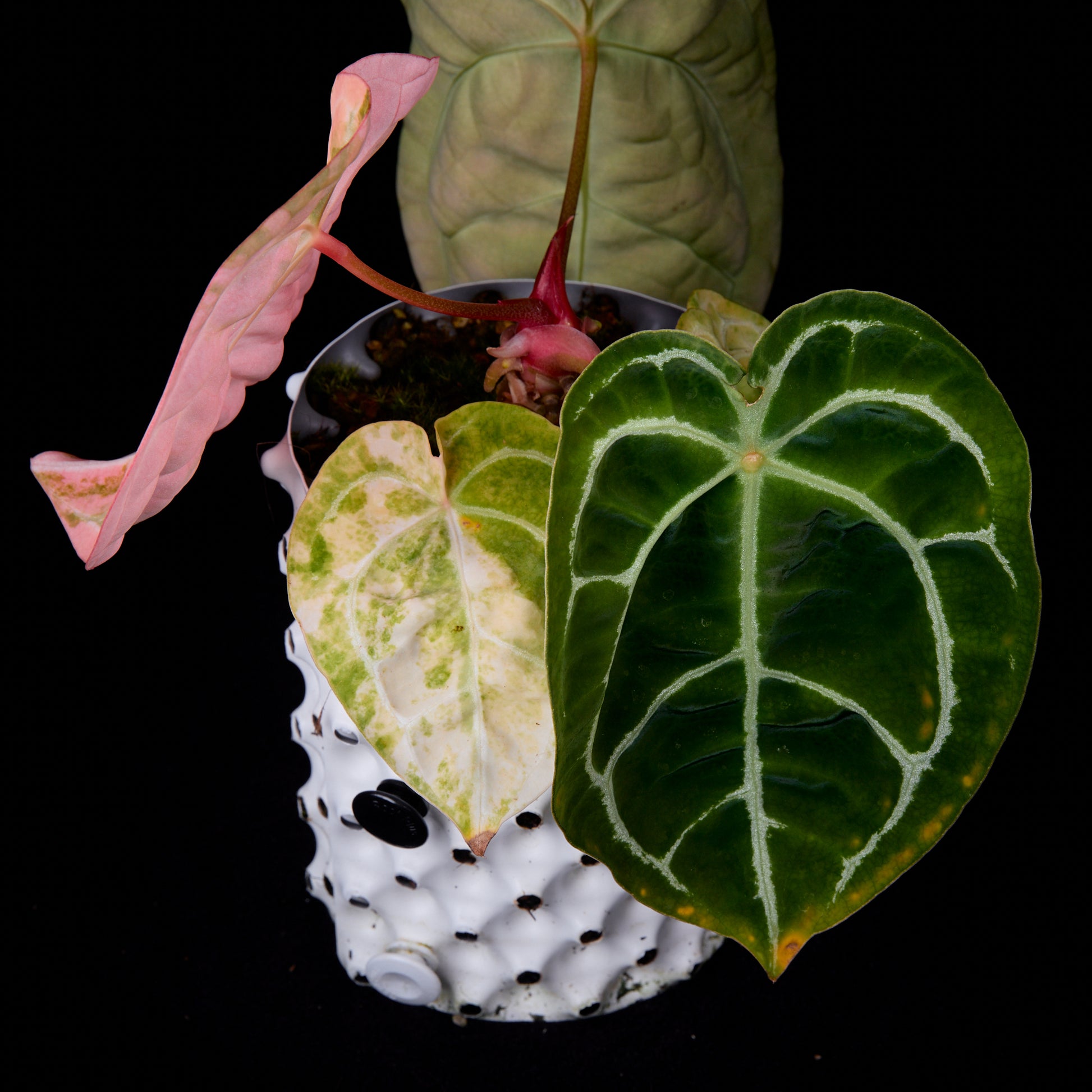 Anthurium (Sunset x mag) x forgetii (Pink selection)