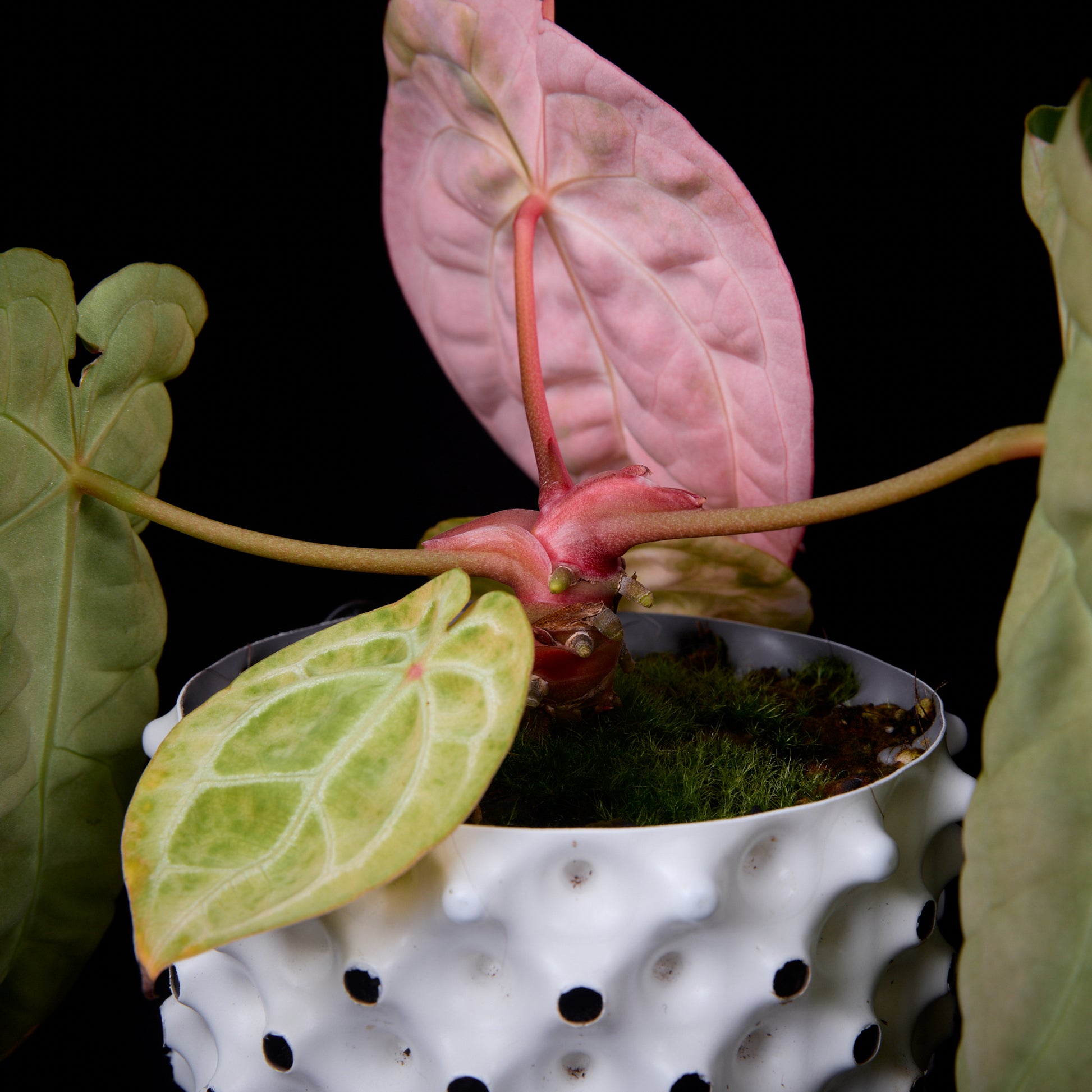 Anthurium (Sunset x mag) x forgetii (Pink selection)