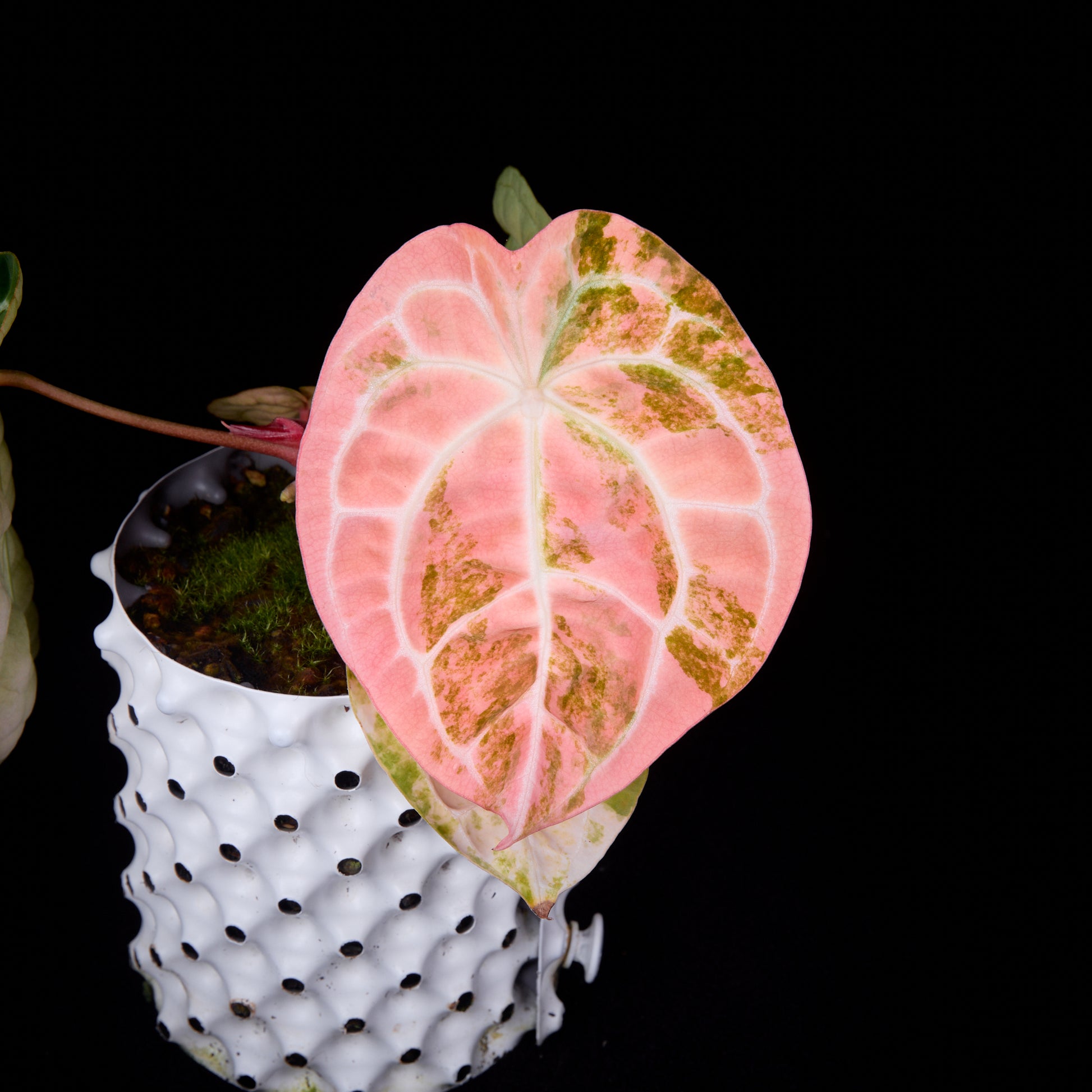 Anthurium (Sunset x mag) x forgetii (Pink selection)