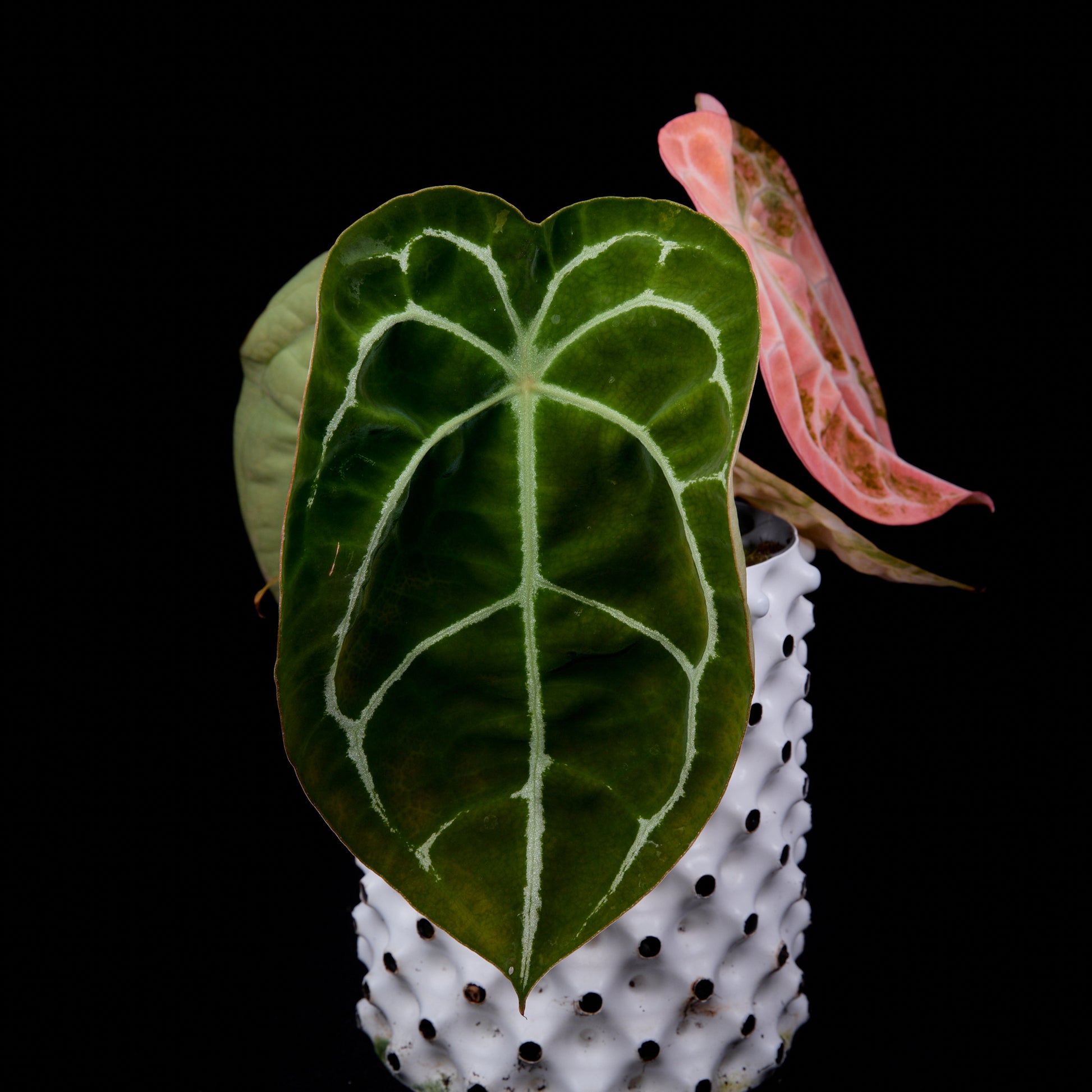 Anthurium (Sunset x mag) x forgetii (Pink selection)