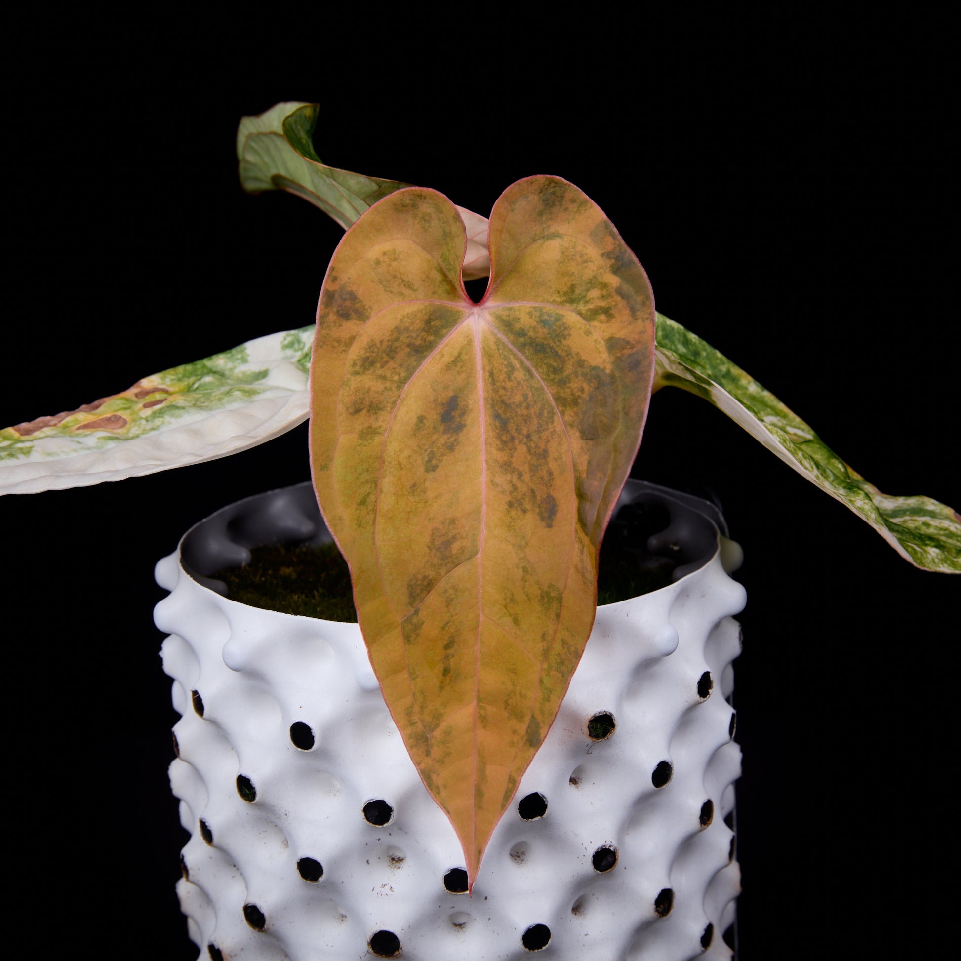 Anthurium (Kaiser x Sunset) x Phoenix
