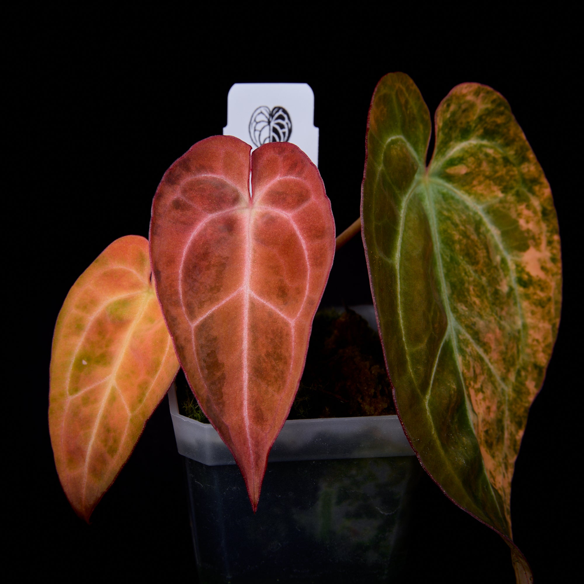 Seedlings & Seeds – ANTHMASTER