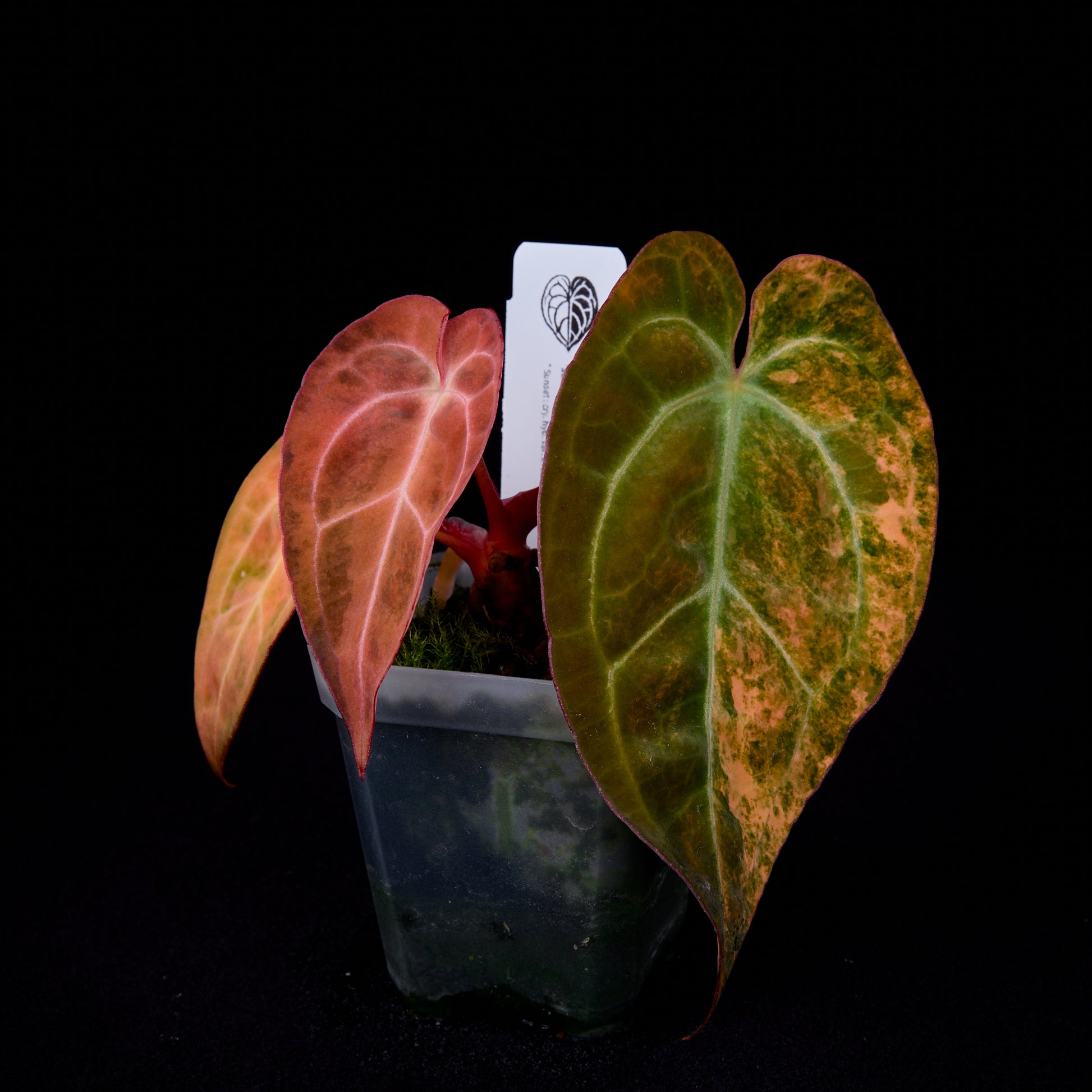 Anthurium Sunset x red crystallinum (Backcross) seedlings