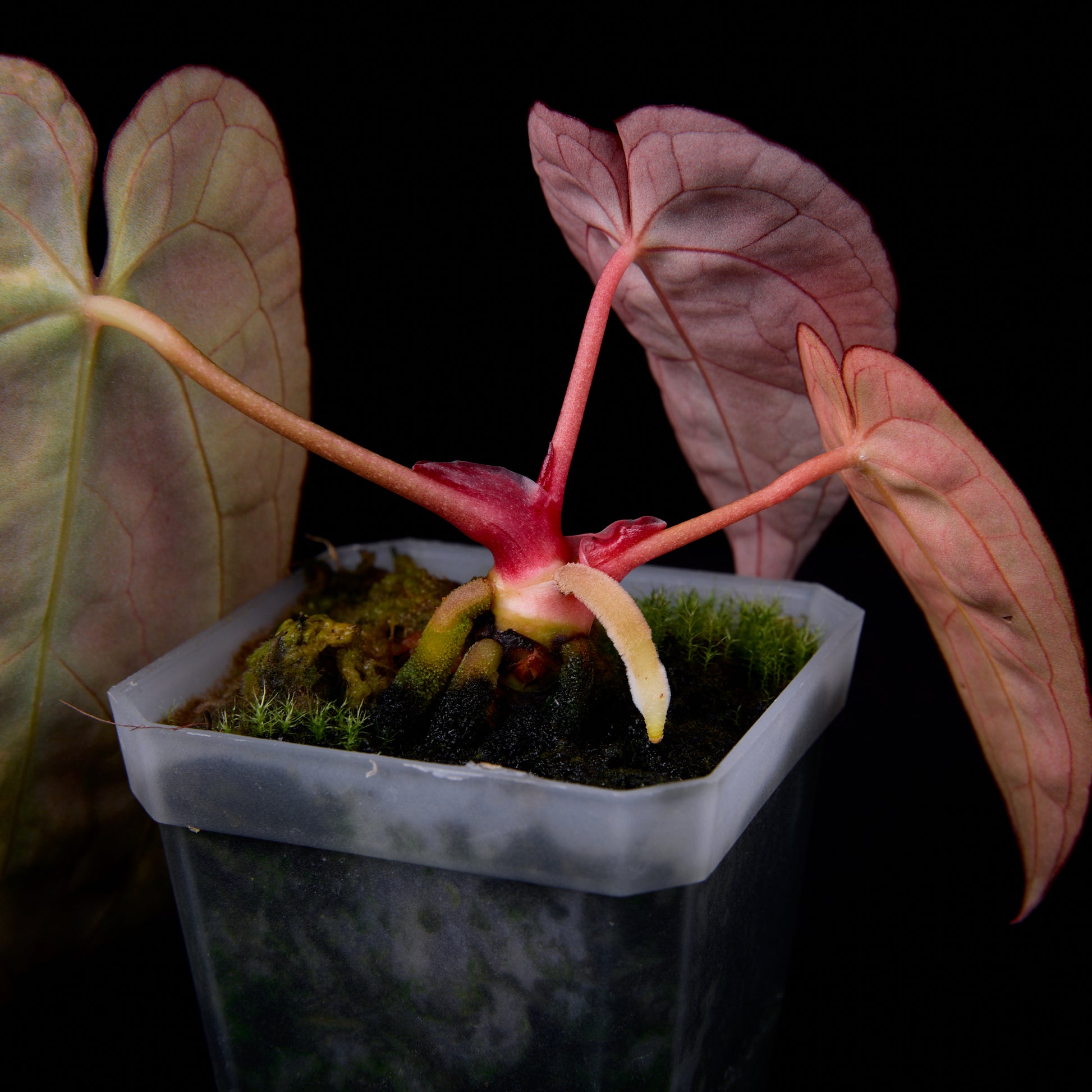 Anthurium Sunset x red crystallinum (Backcross) seedlings