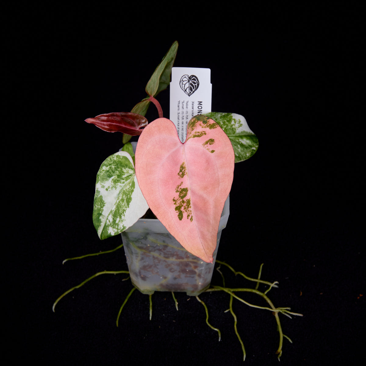 Anthurium (Kaiser x mag) x AoS and 2 others