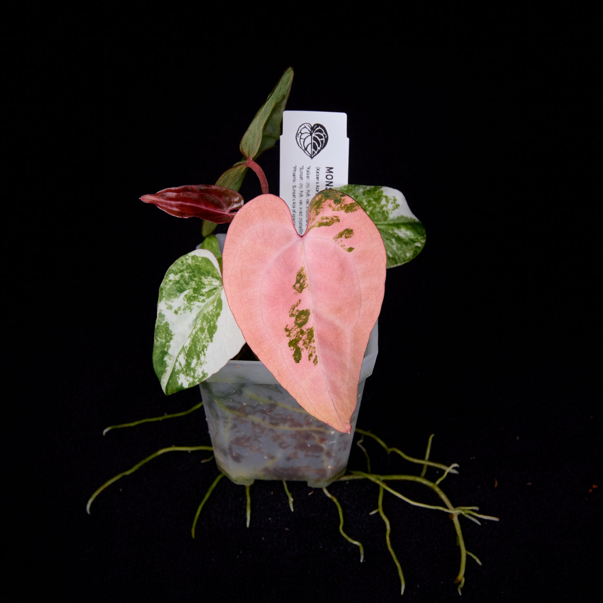 Anthurium (Kaiser x Ace of spades) x Phoenix seedlings