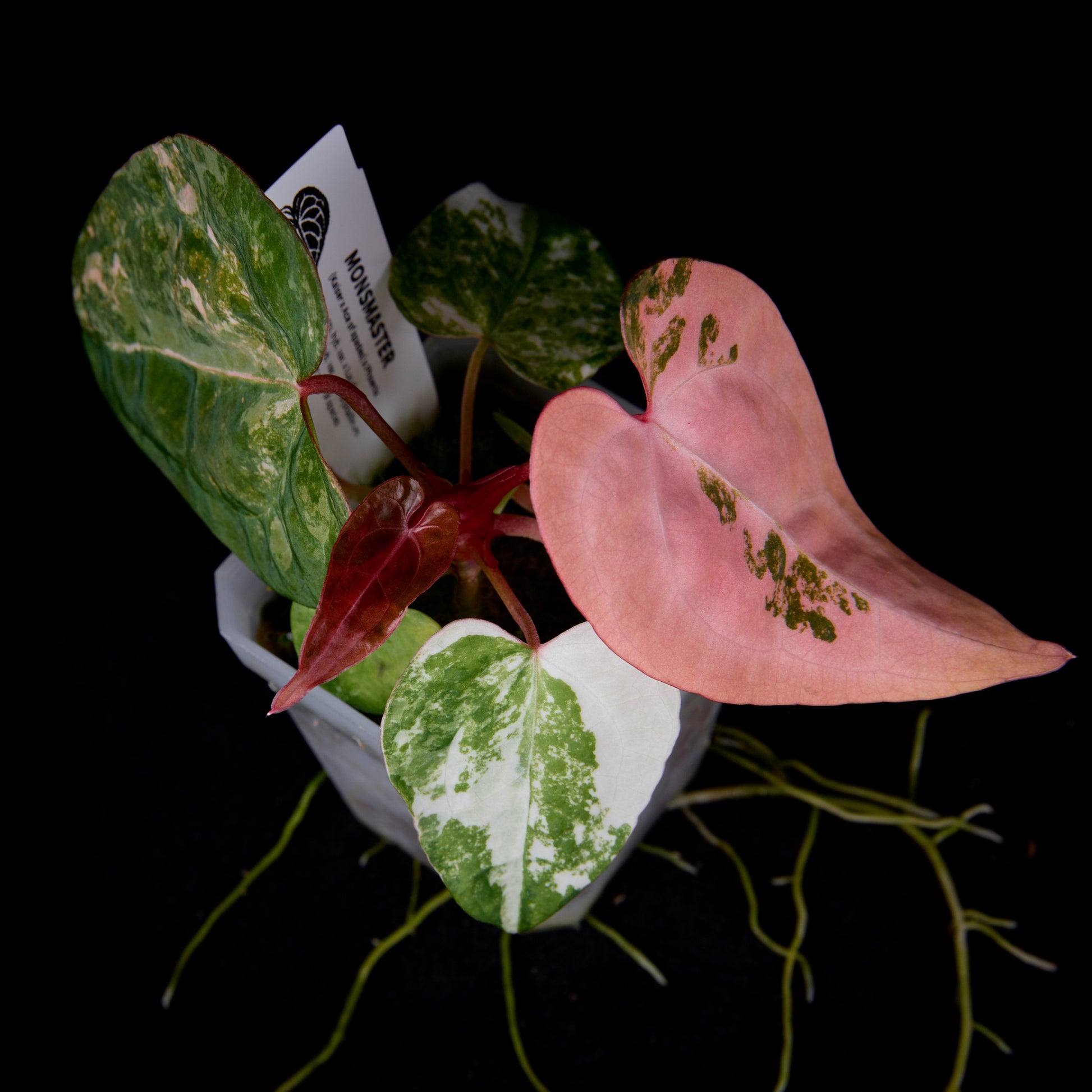 Anthurium (Kaiser x Ace of spades) x Phoenix seedlings