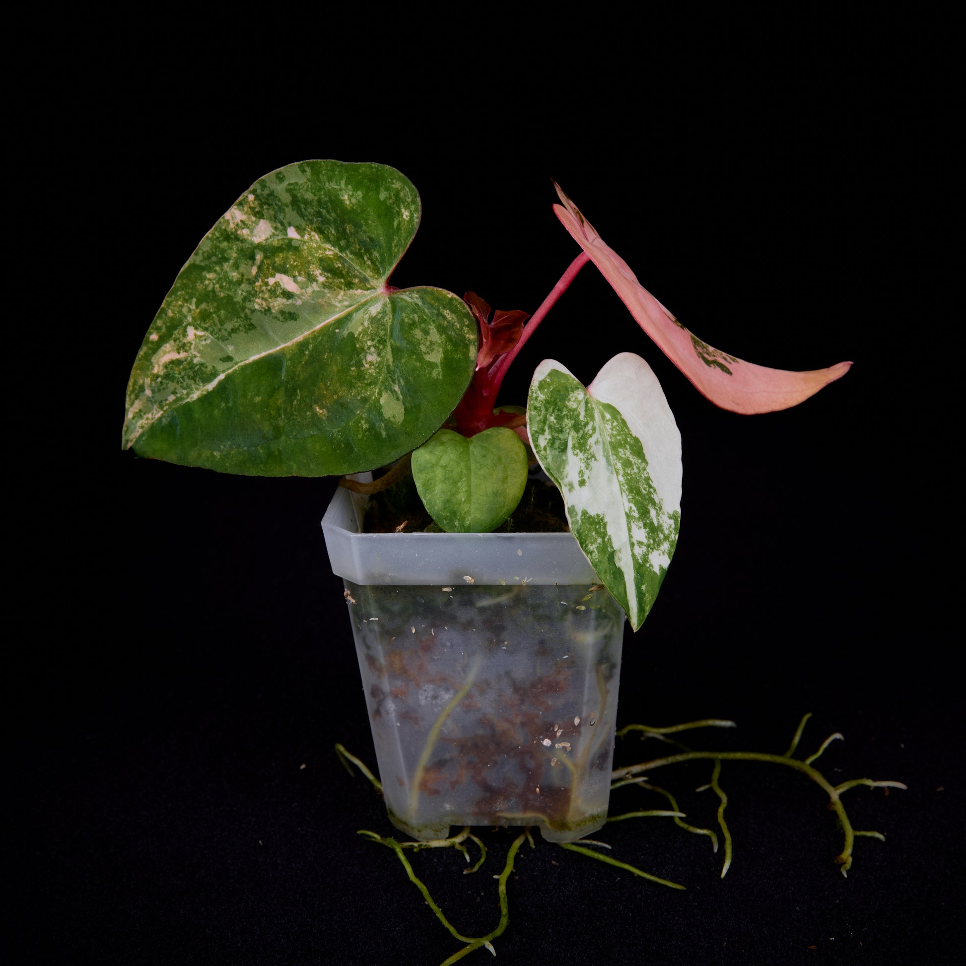 Anthurium (Kaiser x Ace of spades) x Phoenix seedlings