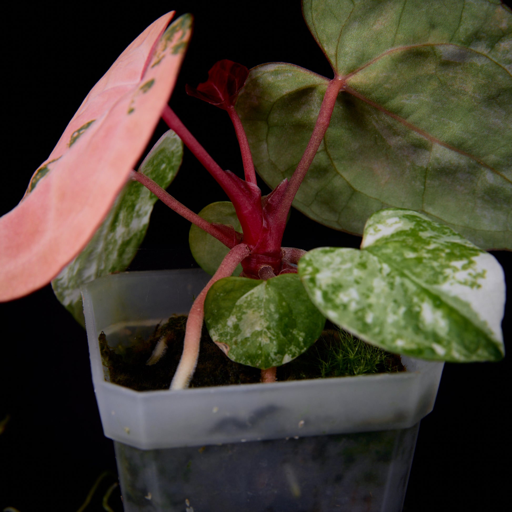 Anthurium (Kaiser x Ace of spades) x Phoenix seedlings
