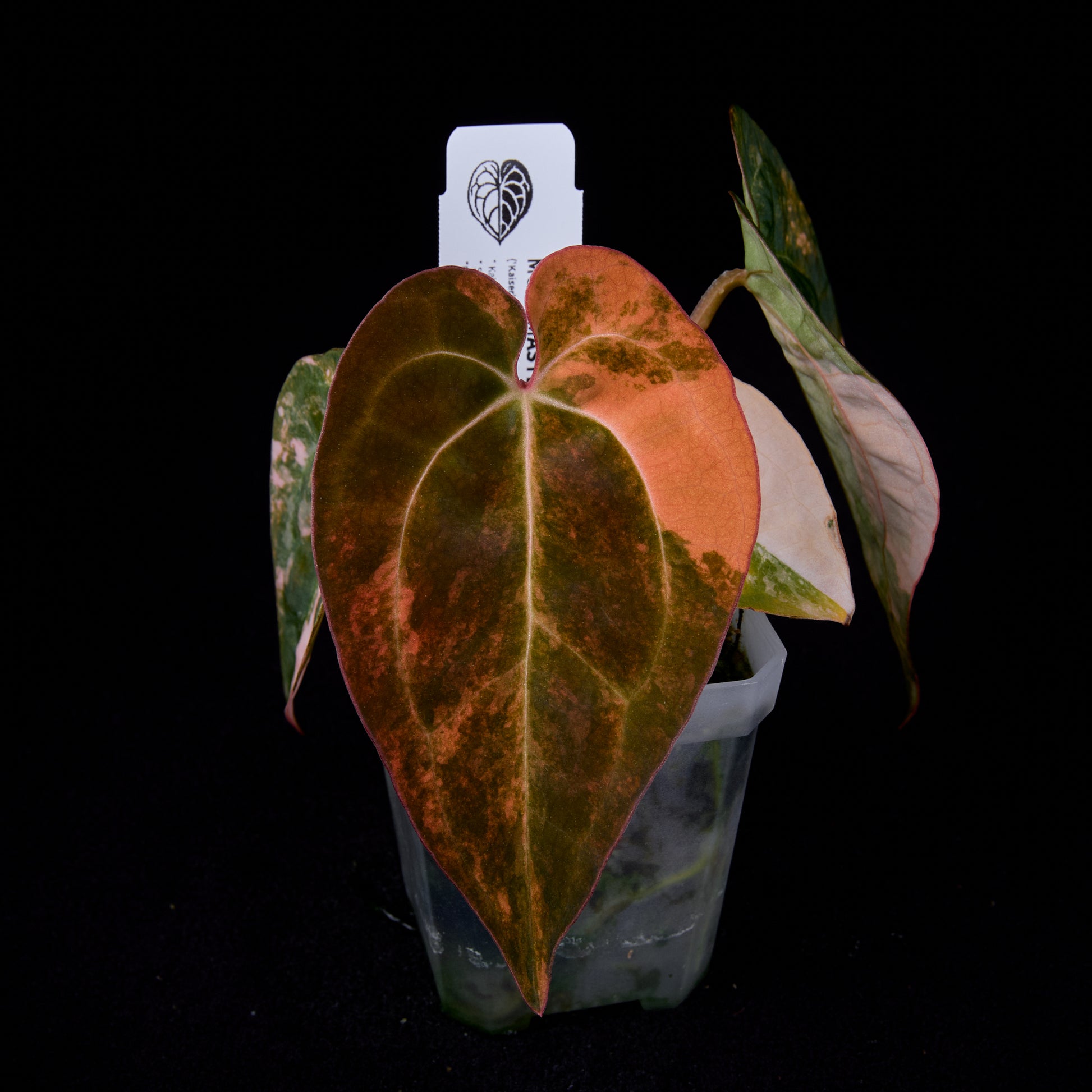 Anthurium (Kaiser x Sunset) x Phoenix seedlings