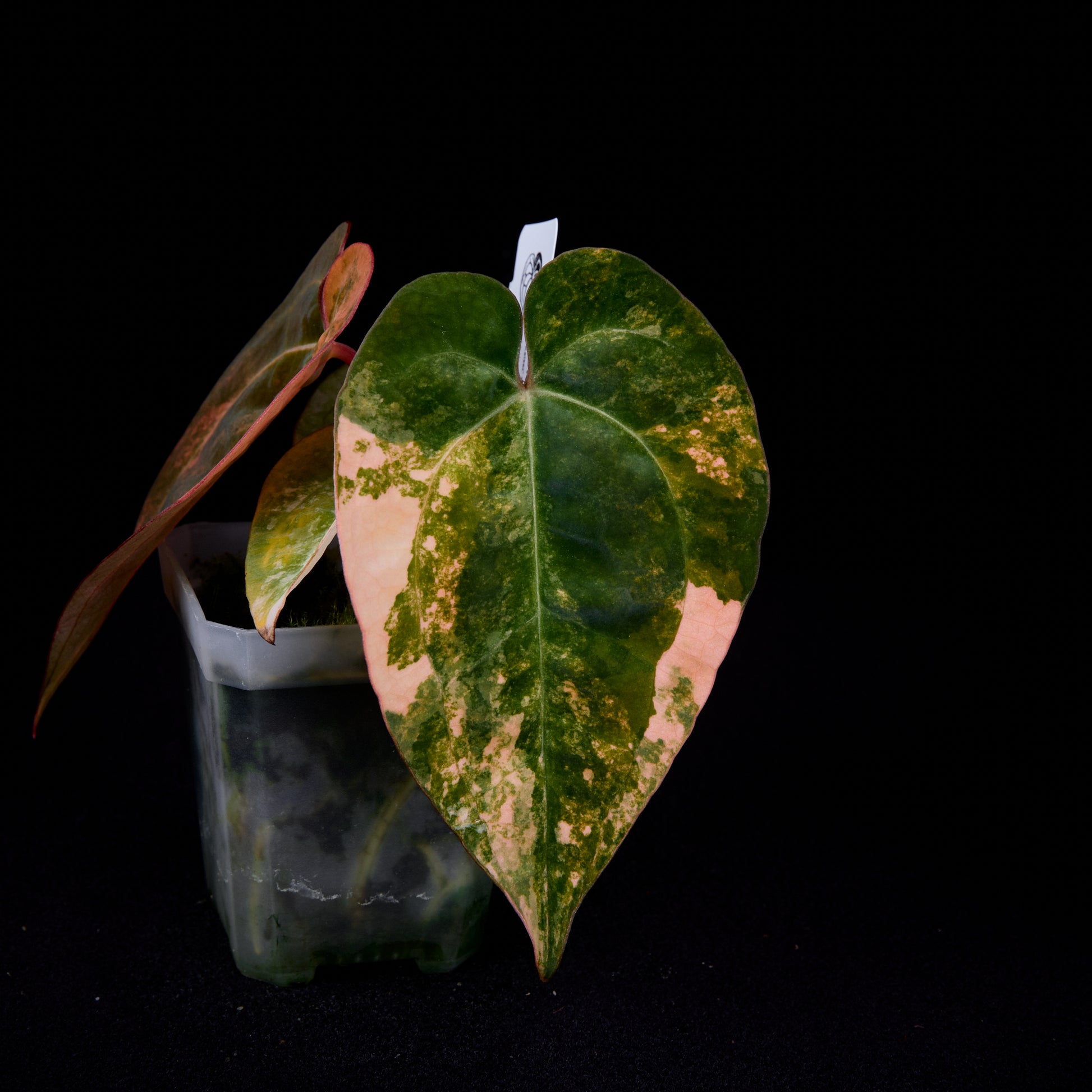 Anthurium (Kaiser x Sunset) x Phoenix seedlings