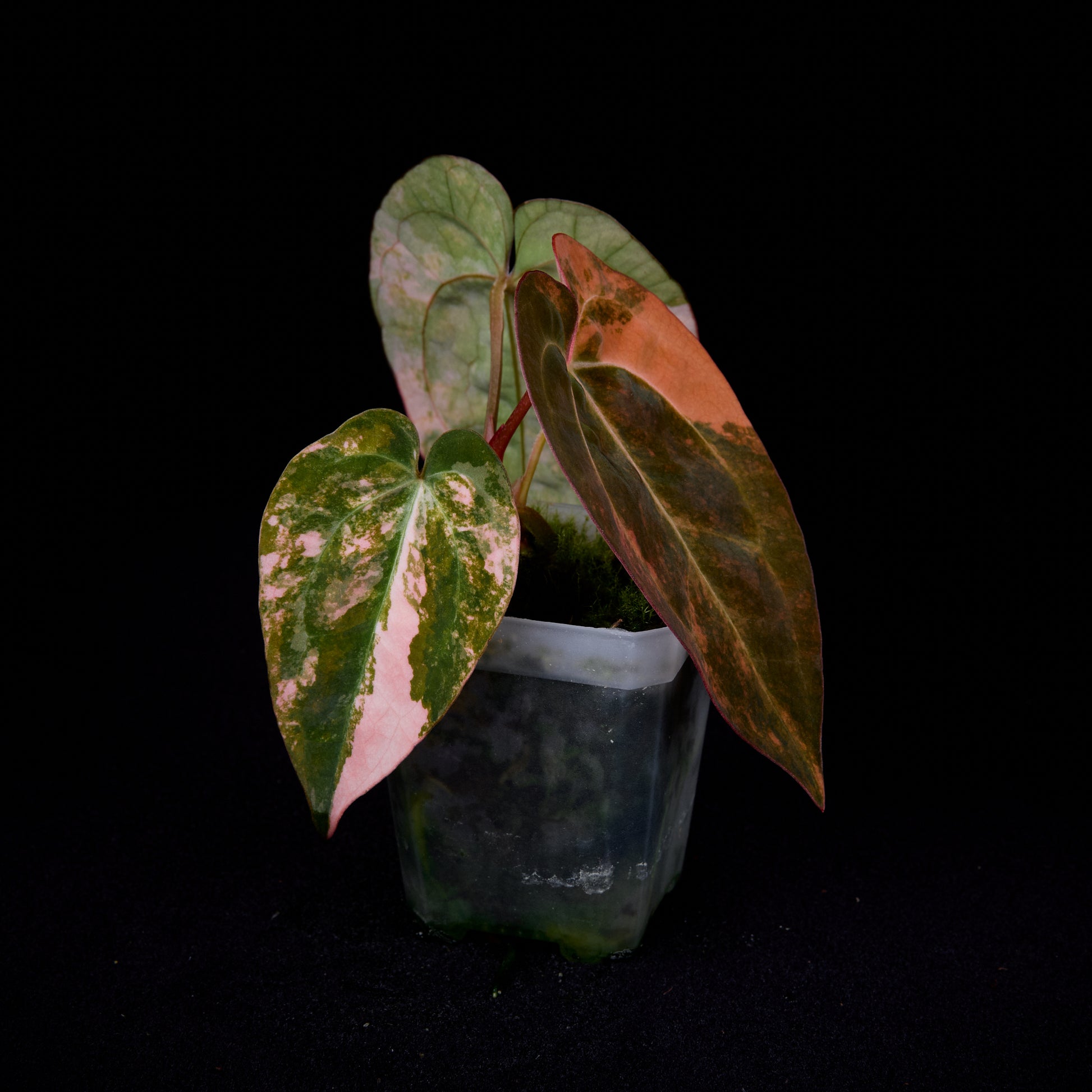 Anthurium (Kaiser x Sunset) x Phoenix seedlings