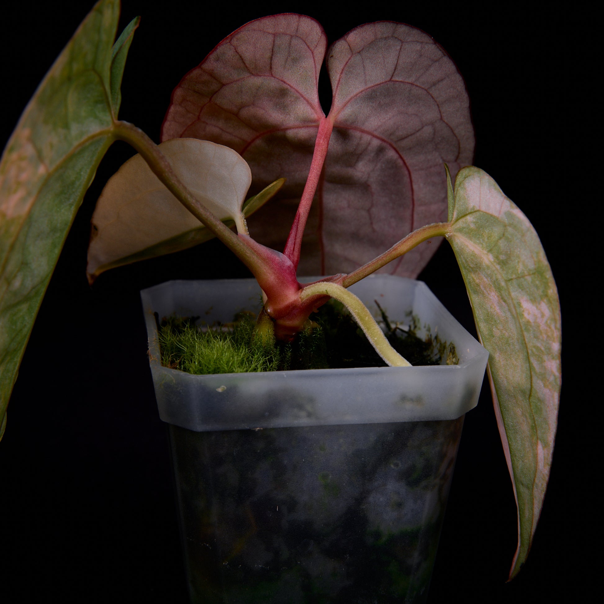 Anthurium (Kaiser x Sunset) x Phoenix seedlings