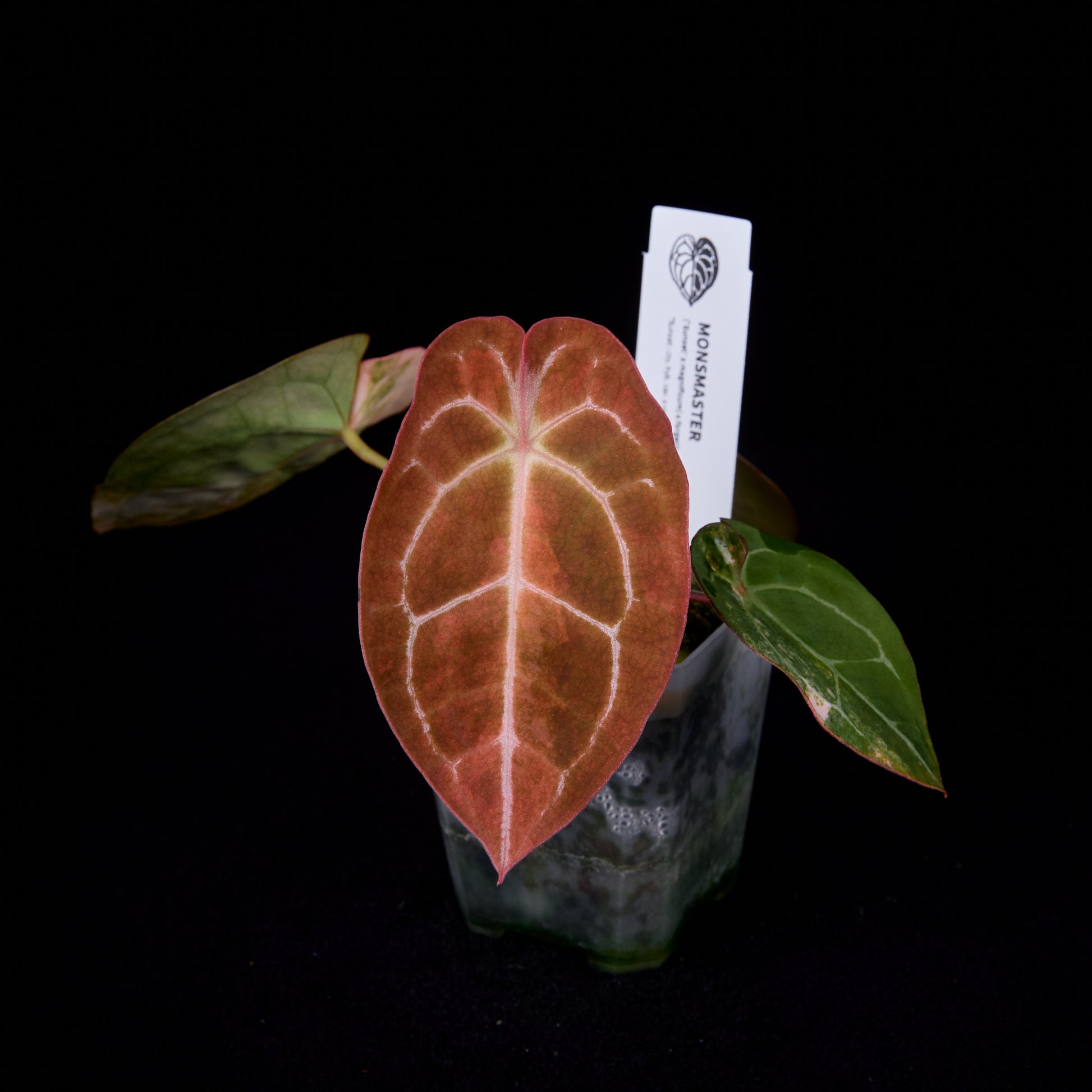 Anthurium (Sunset x mag) x forgetii seedlings