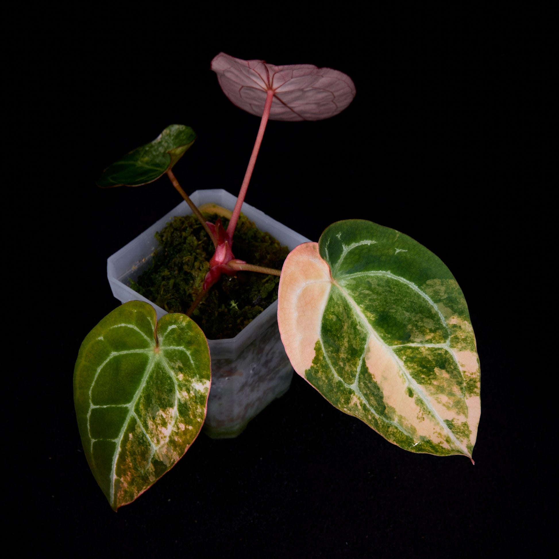 Anthurium (Sunset x mag) x forgetii seedlings
