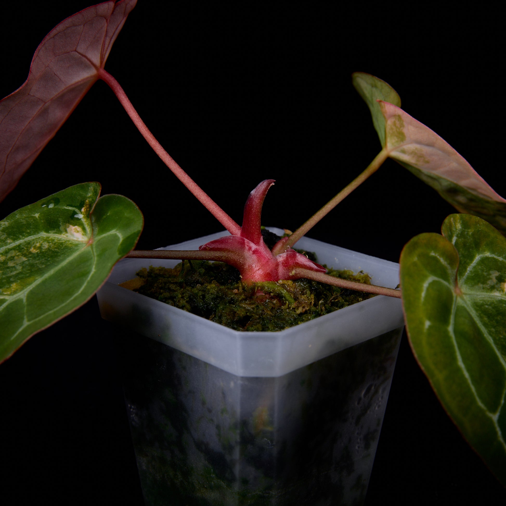 Anthurium (Sunset x mag) x forgetii seedlings