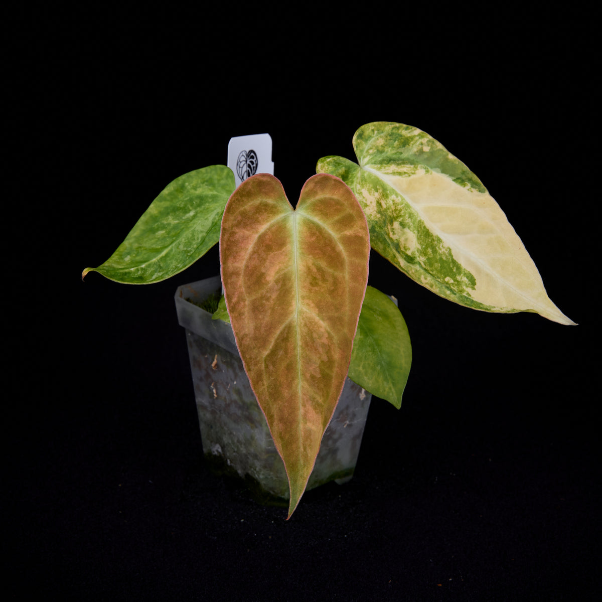 Anthurium (Kaiser x Sunset) x pap. var. seedlings