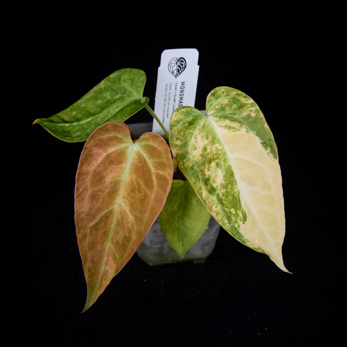 Anthurium (Kaiser x Sunset) x pap. var. seedlings