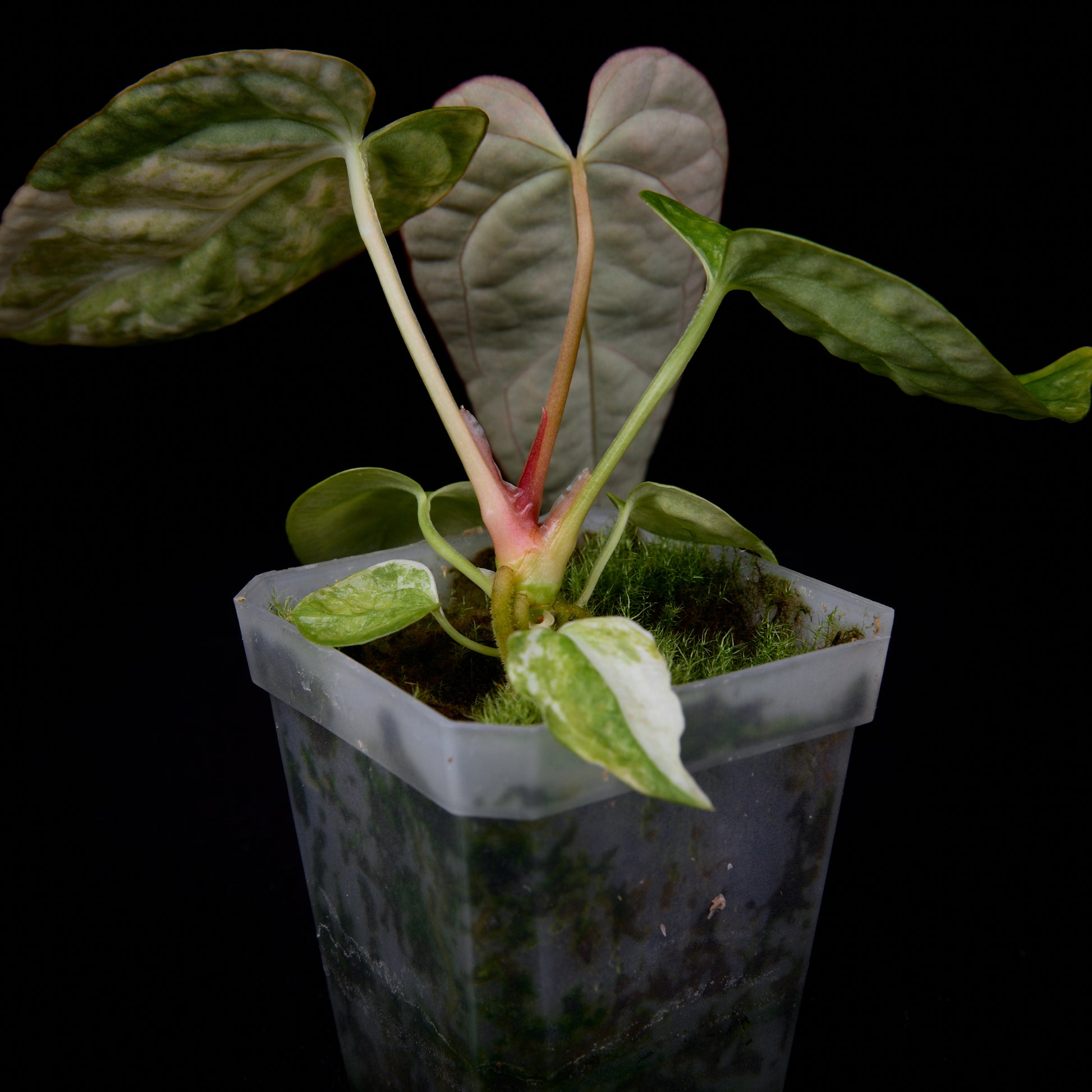 anthurium seedlings for sale Anthurium (Kaiser x Sunset) x pap. var. seedlings