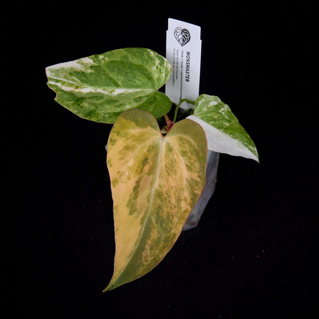 Anthurium (Kaiser x Sunset) x pap. var. seedlings